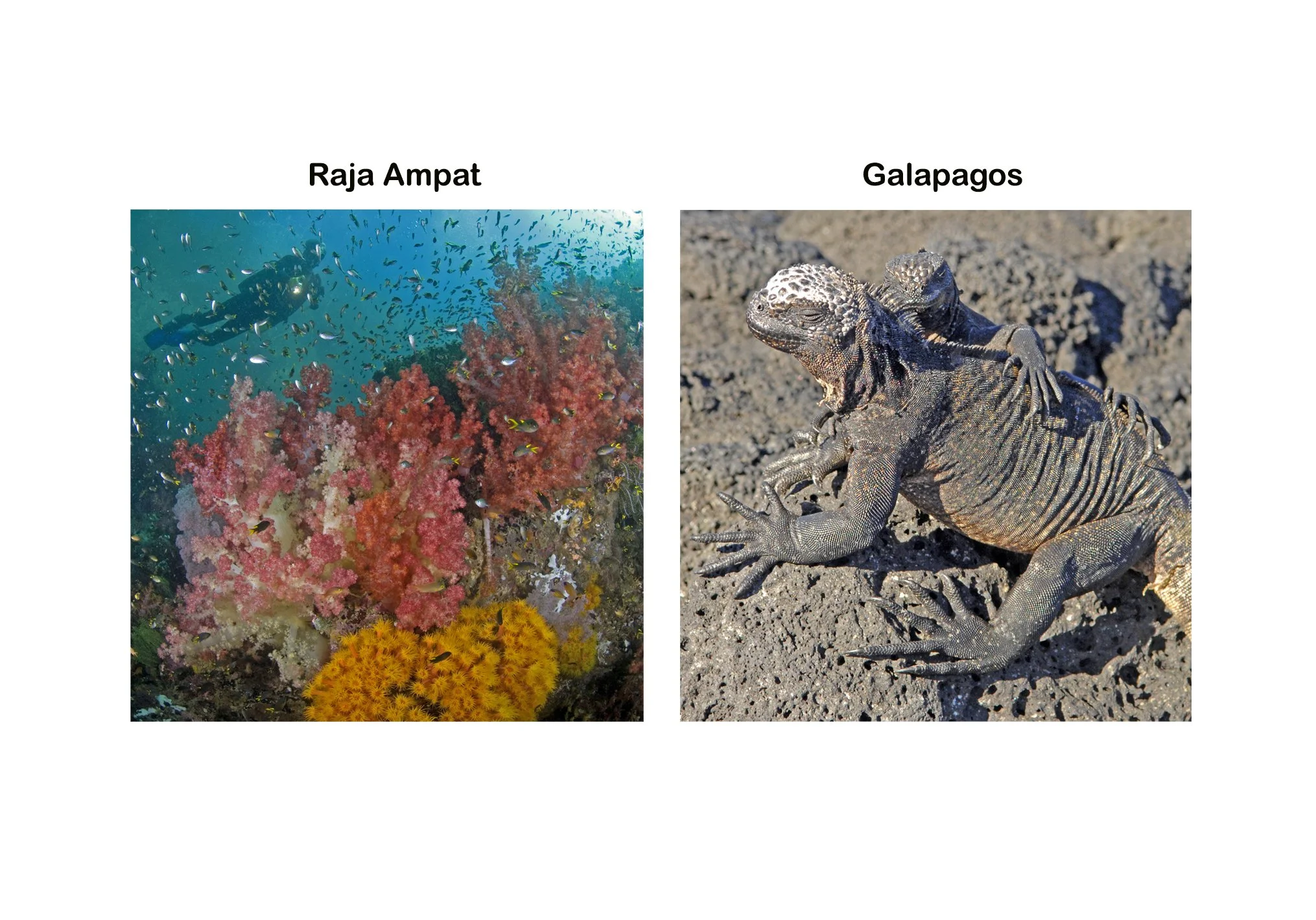 Wondrous Seascapes of Galapagos Islands and Raja Ampat, Indonesia￼