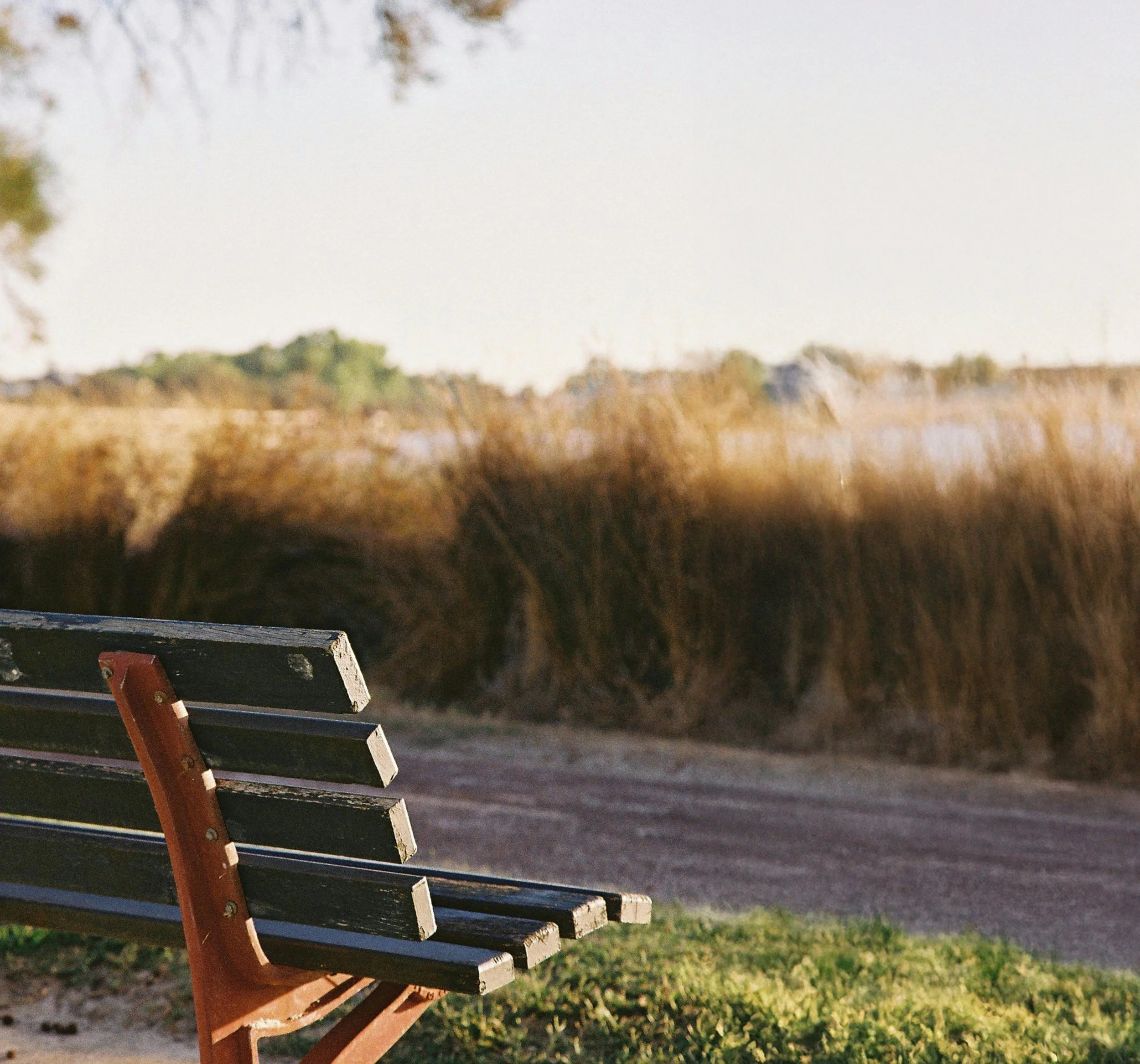Empty park bench with wooden slats and metal supports in an outdoor setting, with grass and trees in the background.