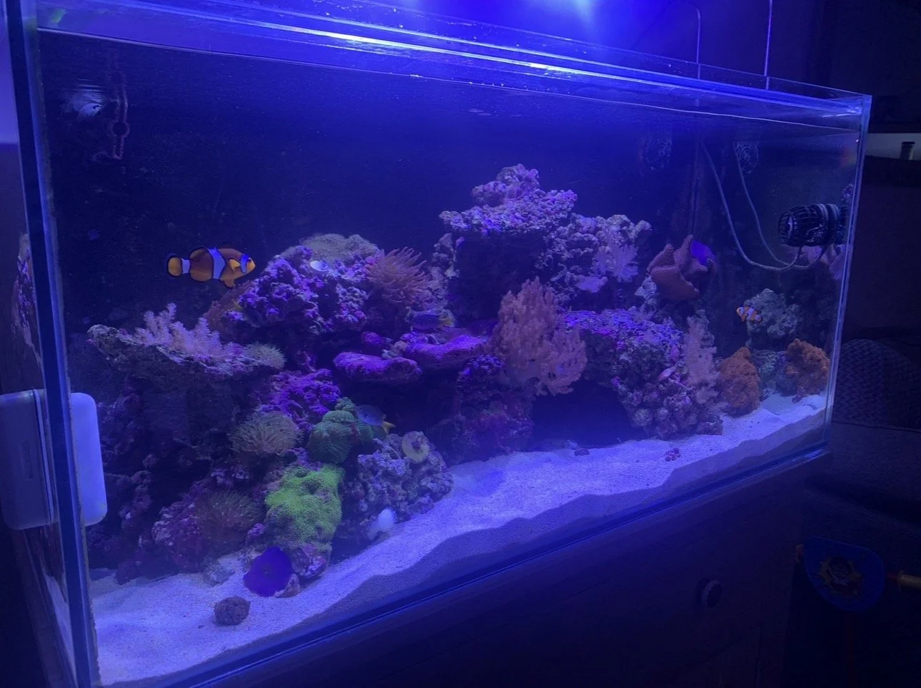 A saltwater aquarium with colorful coral and fish, including a clownfish and a few other smaller fish.