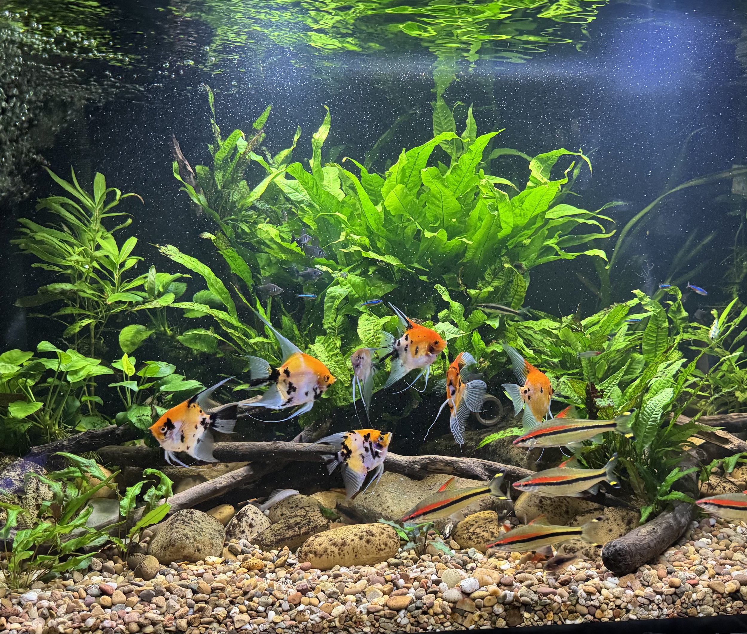Freshwater aquarium with aquatic plants and colorful fish, including orange, black, and white koi and striped fish, over pebbles at the bottom.
