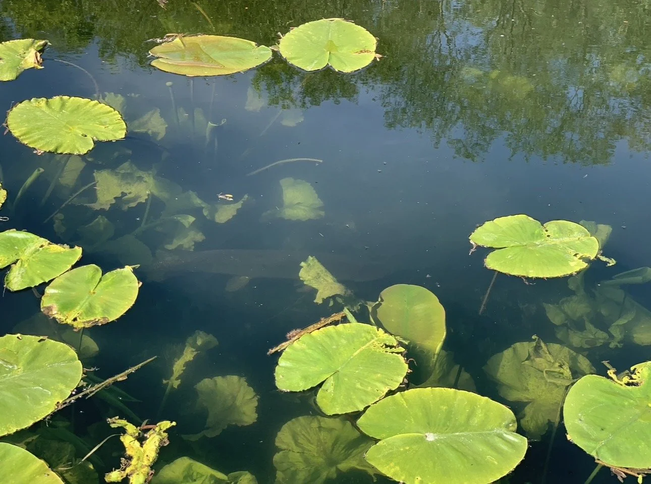 A pond with floating green lily pads and submerged plants, with reflections of trees on the water surface.