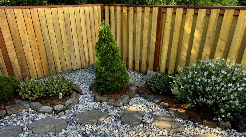 A small garden yard with a wooden fence, featuring a central cone-shaped shrub surrounded by decorative rocks, pebbles, and other green bushes.