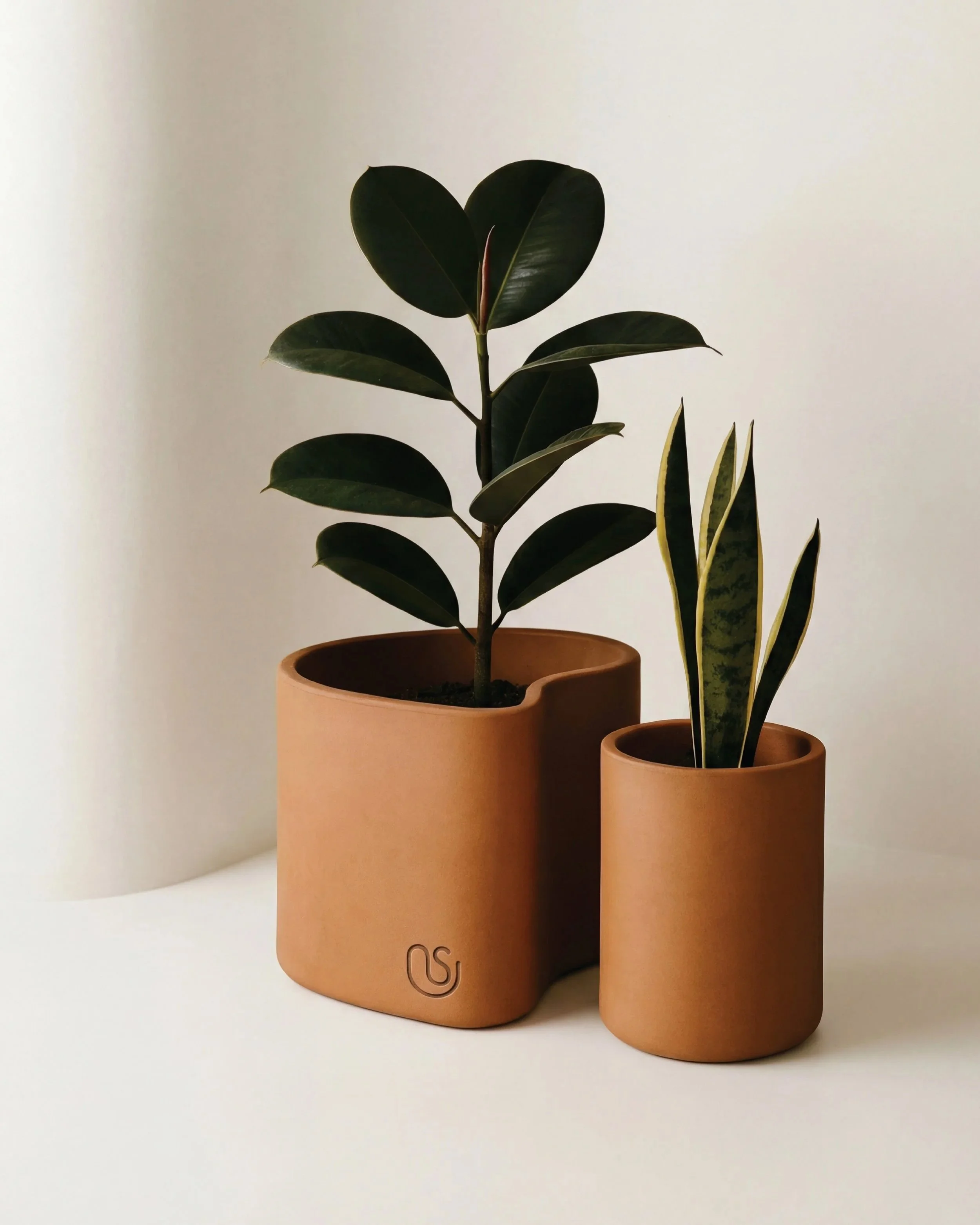 Two potted houseplants on a white surface against a plain background.