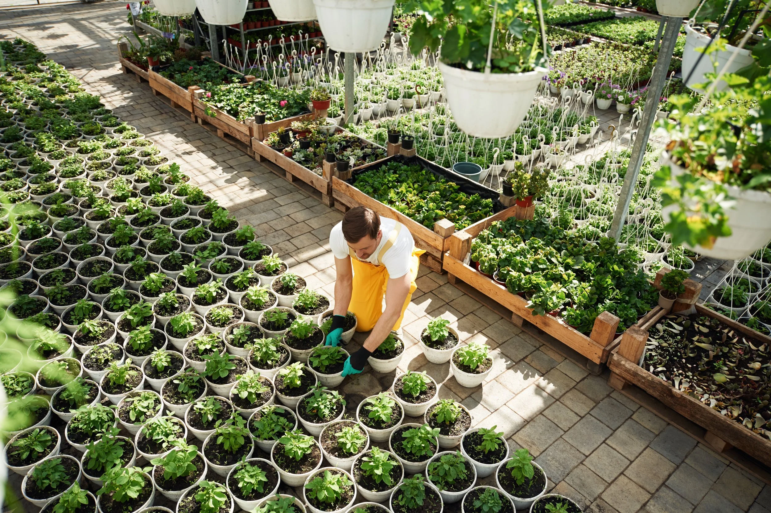 Plant Purchasing
