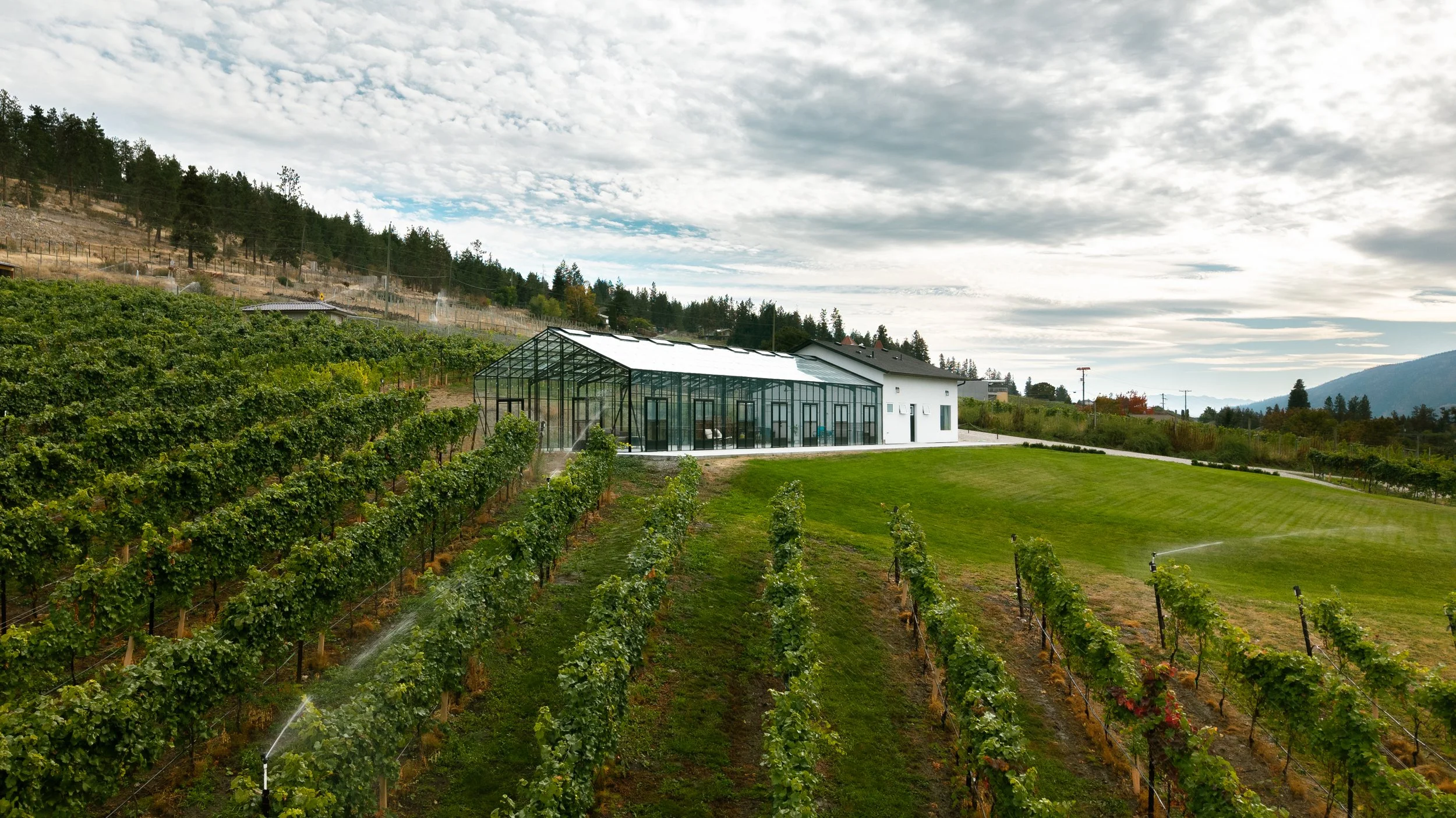Vineyard with rows of grapevines, a greenhouse, a modern white building, and hills under a partly cloudy sky.