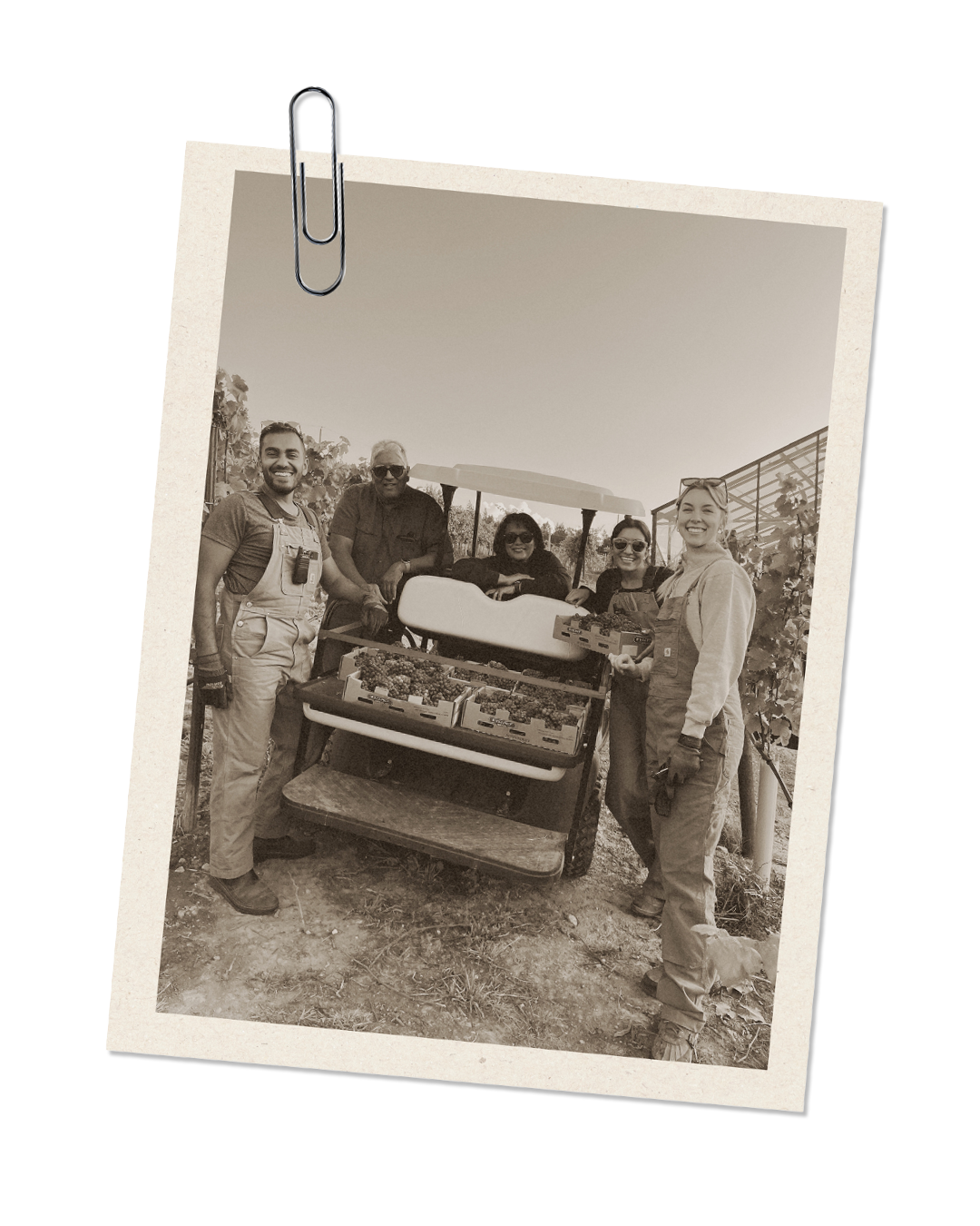 A black-and-white photo of five people in a vineyard, smiling and standing around a golf cart filled with grapes.