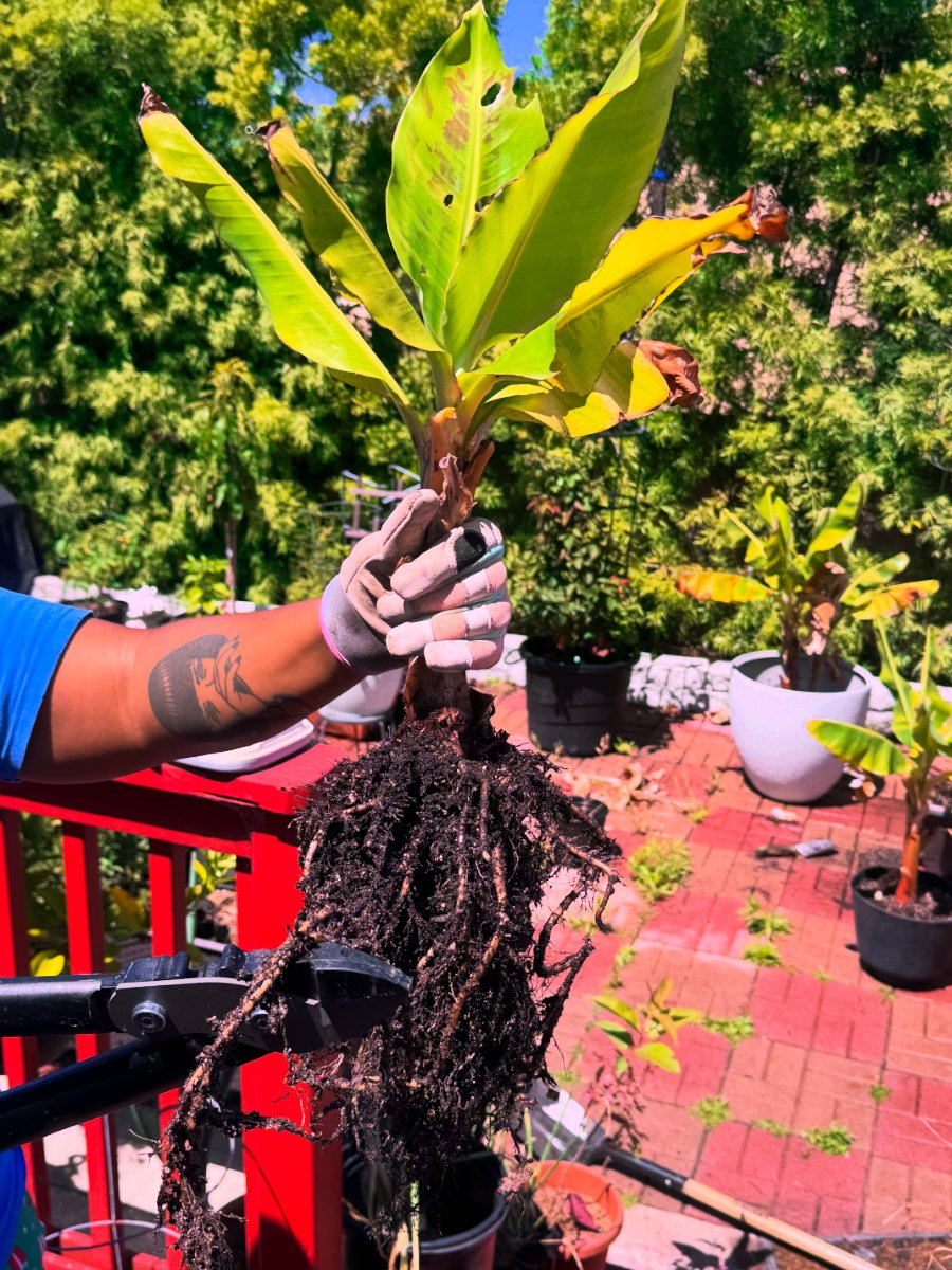 A person wearing gardening gloves holds a potted banana plant with roots exposed, outdoors on a sunny day. There are potted plants and greenery in the background.