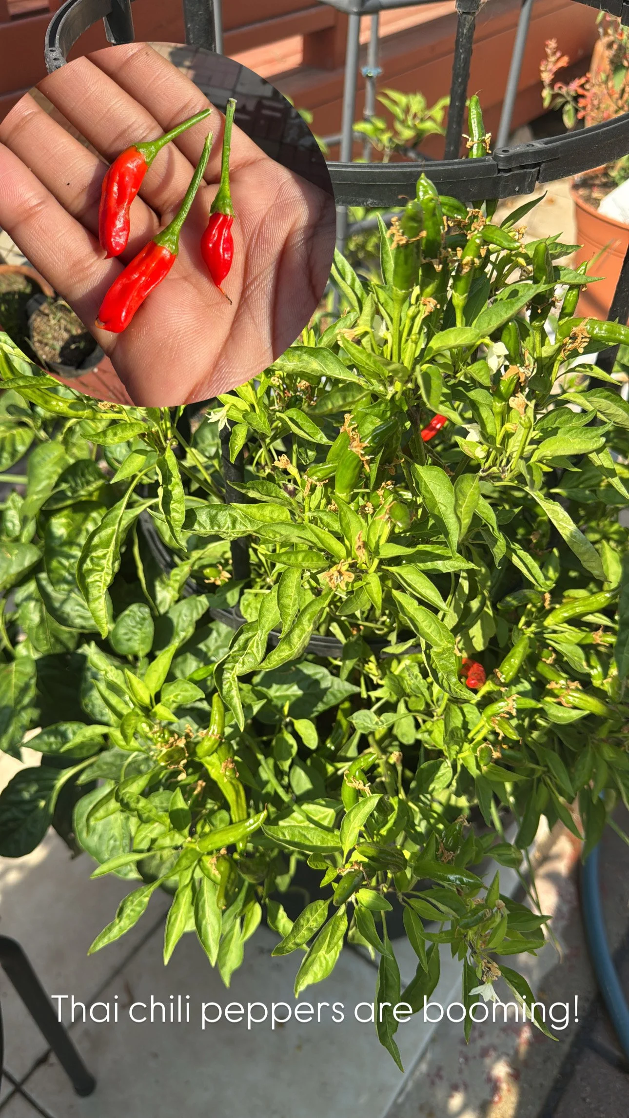 Green pepper plant with blooming Thai chili peppers and an inset showing ripe red Thai chili peppers held in a hand.
