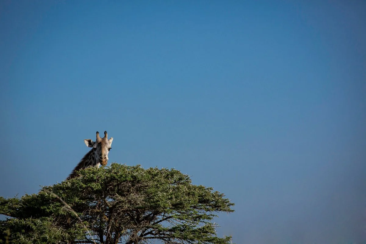 Kenya_Nairobi_NationalPark-1526.jpg