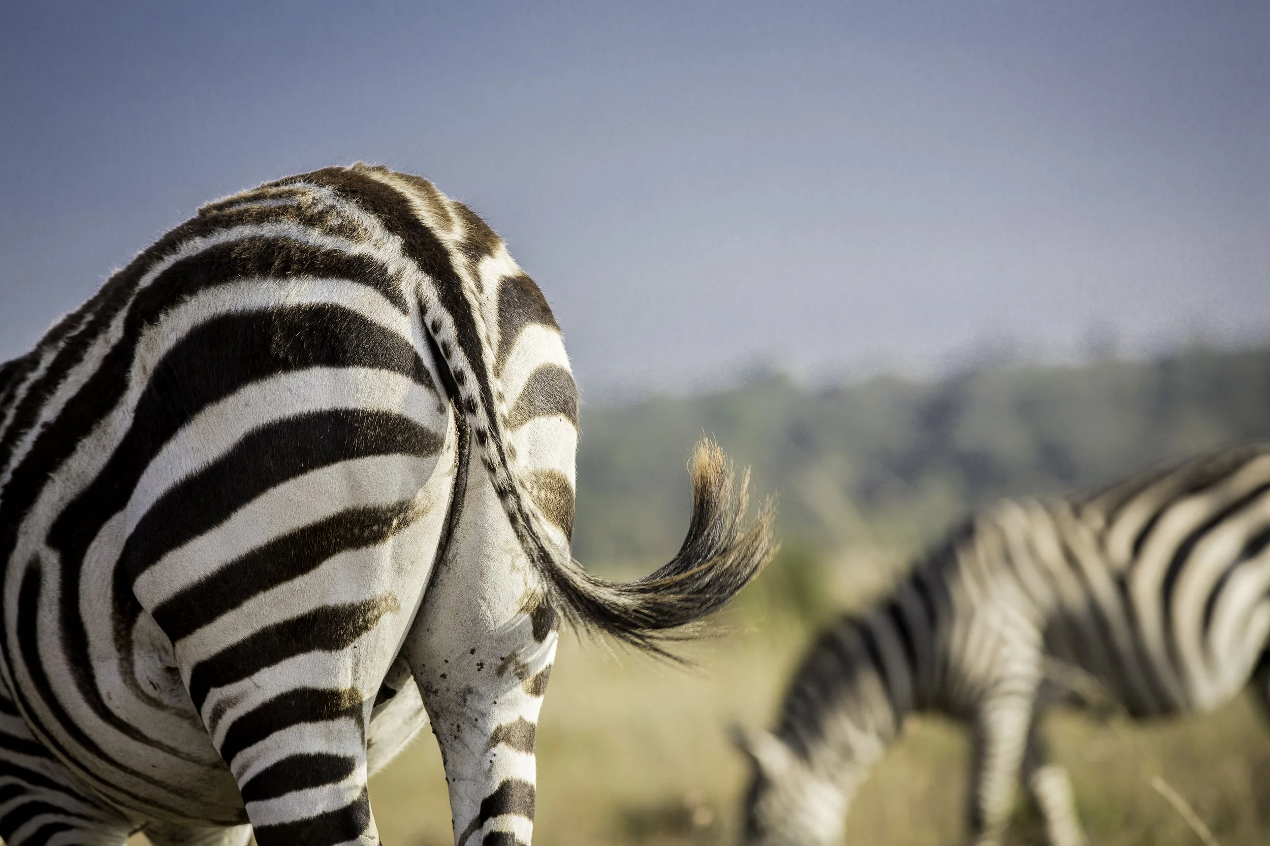 Kenya_Nairobi_NationalPark-1510.jpg