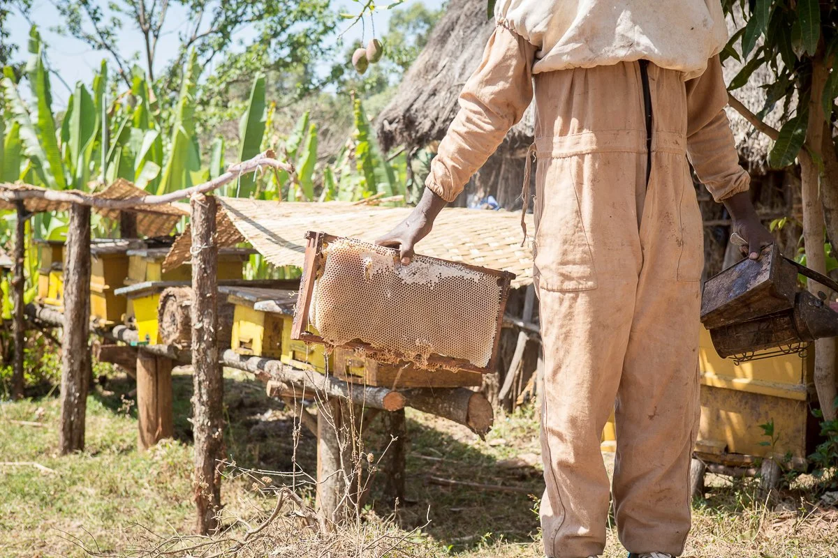 WEEMAinternational_Beekeeping-5016.jpg