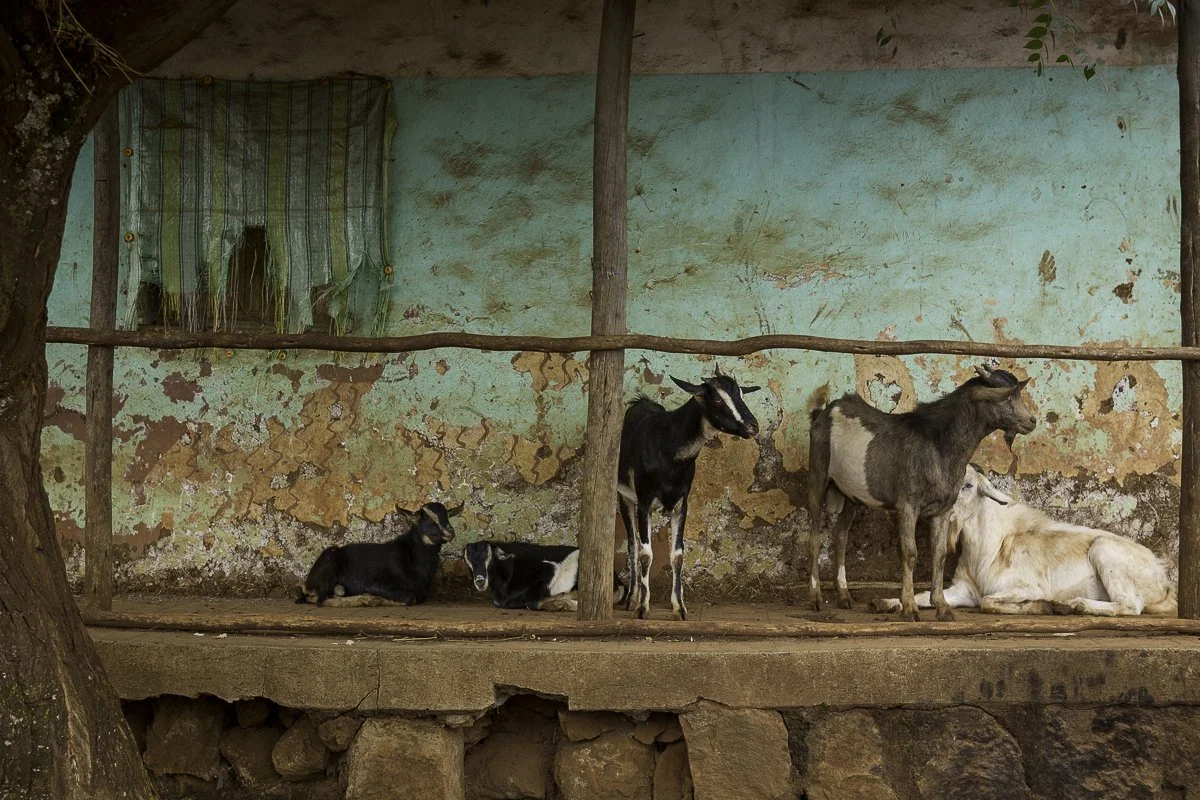 Ethiopia_Mudula-6088.jpg