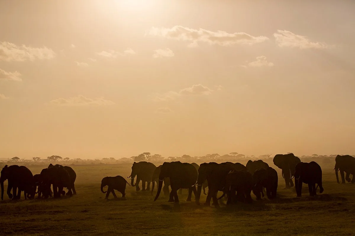 Kenya_AmboseliNationalPark-0064.jpg