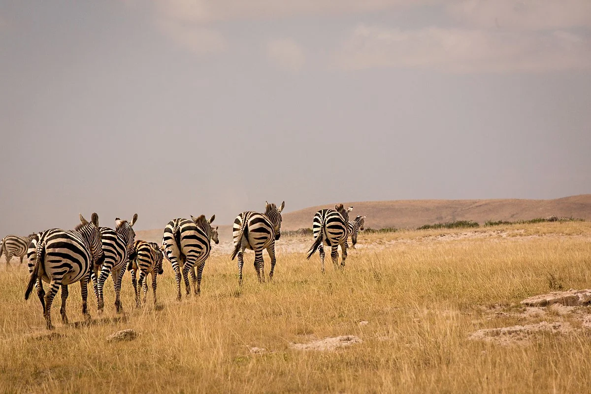 Kenya_AmboseliNationalPark-9965.jpg