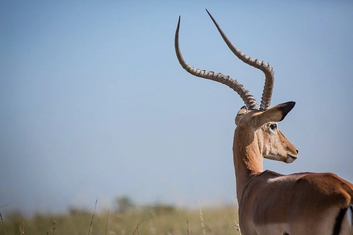 Kenya_Nairobi_NationalPark-1562.jpg