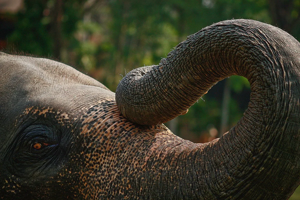 Thailand_ChianMai_MaesaElephantCamp-2223.jpg