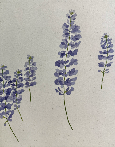 Lupines: “There is a quiet, subtle restraint; an emptiness. The lupine towers over the meadow. As the lupine grows, it gives back to the soil, it gives back to the land. We tell the story and decide what is repeated, but the lupine will continue to g