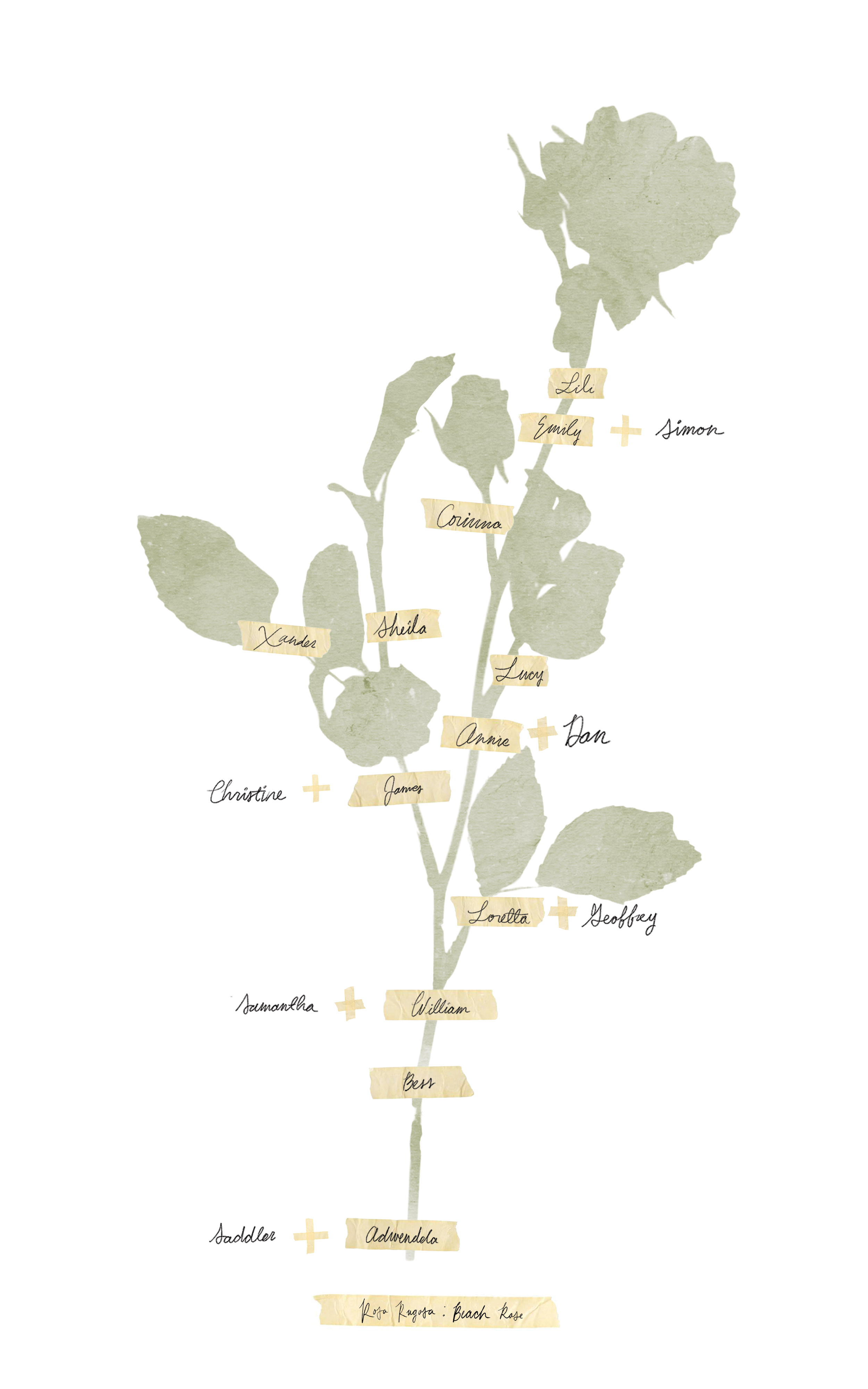 Coleman Family Tree: a family tree made by architect, E.G. Rheams, for To Will a House.
