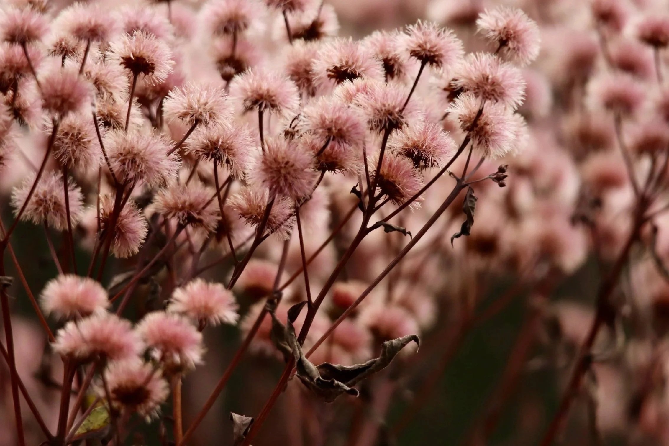 Clusters of pale pink wildflowers with delicate seed heads and stems in soft natural light, representing gentleness and recovery