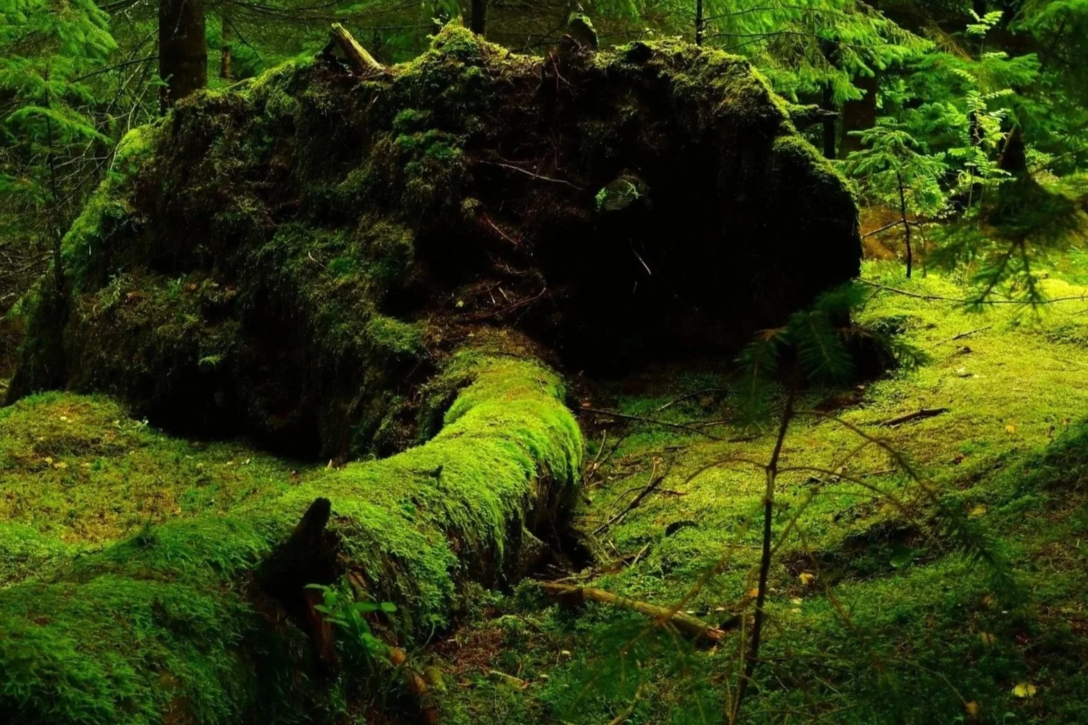 A moss-covered fallen log in a lush green forest