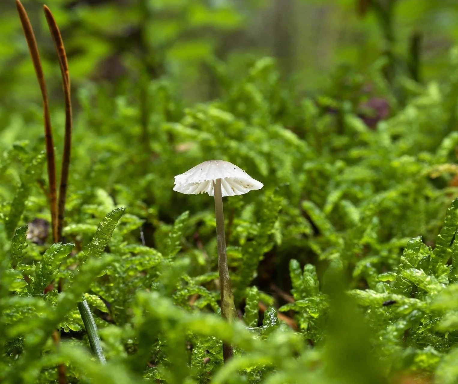 Singular white cap mushroom standing in a soft bed of green moss
