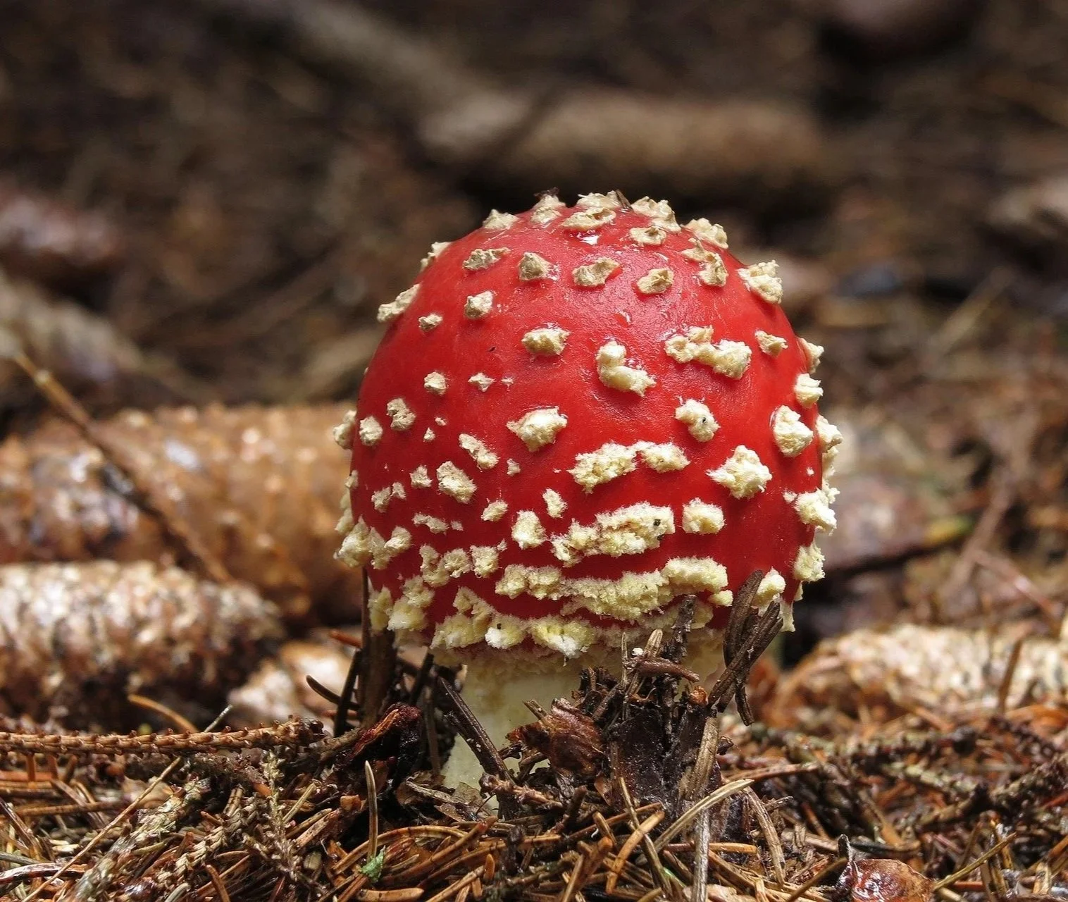 Amanita muscaria mushroom on a forest floor
