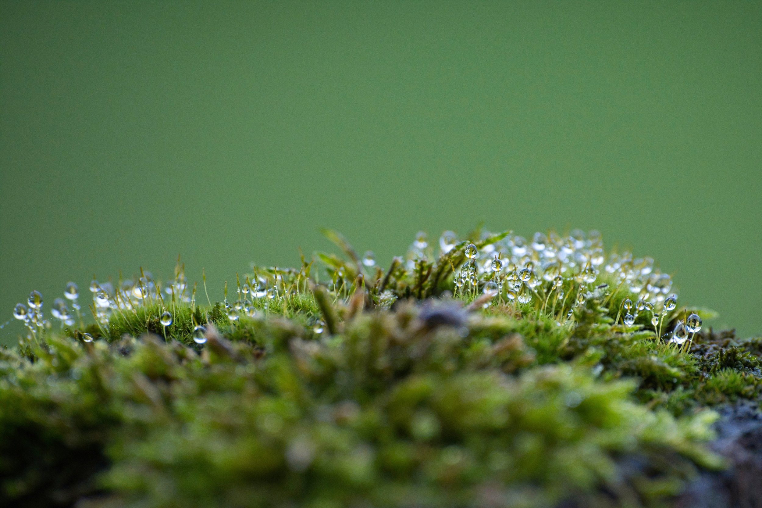 Close-up of moss with tiny water droplets on a green background.