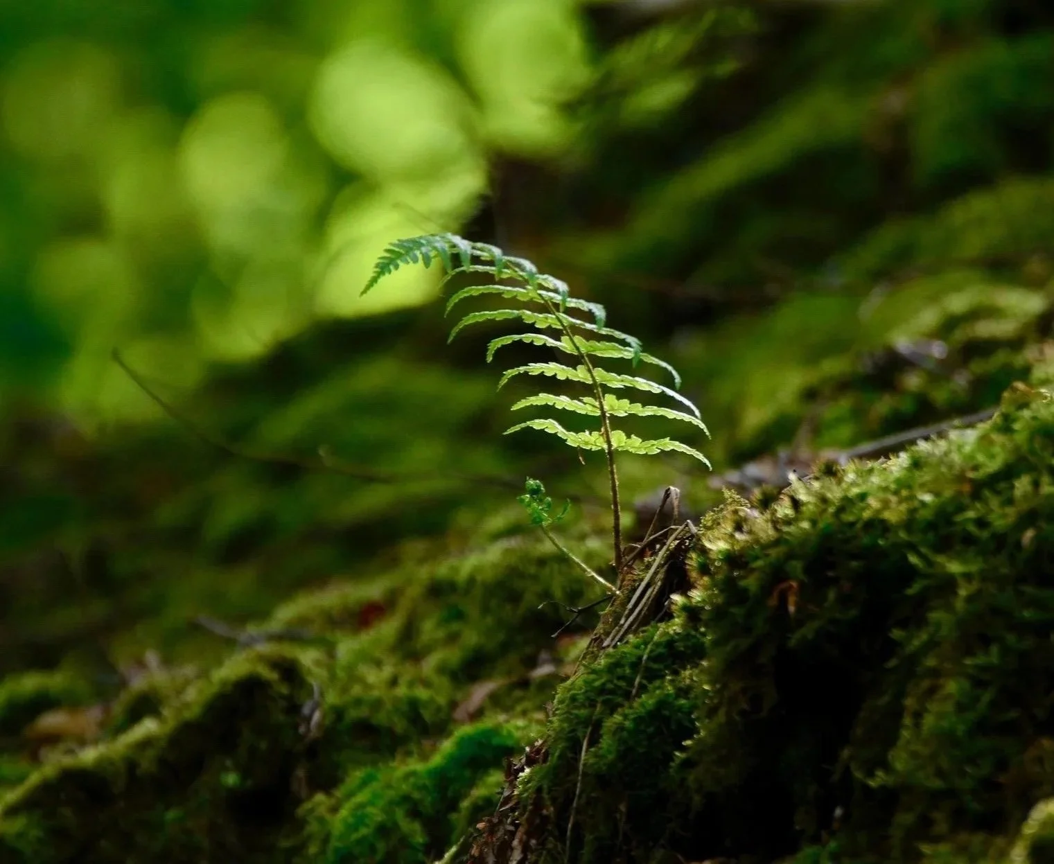 Delicate fern emerging from a mossy forest, representing growth and healing
