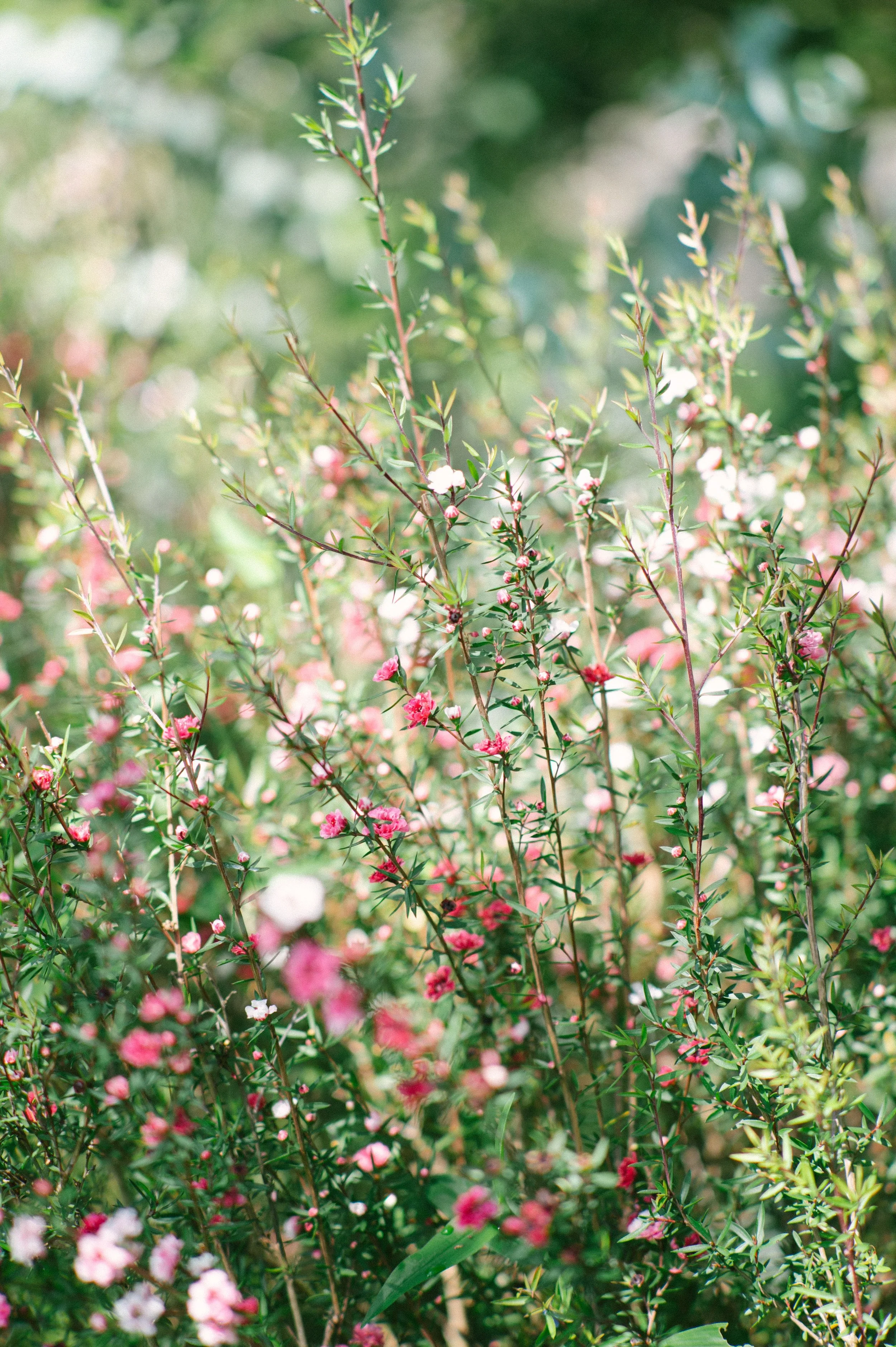 field of pink flowers
