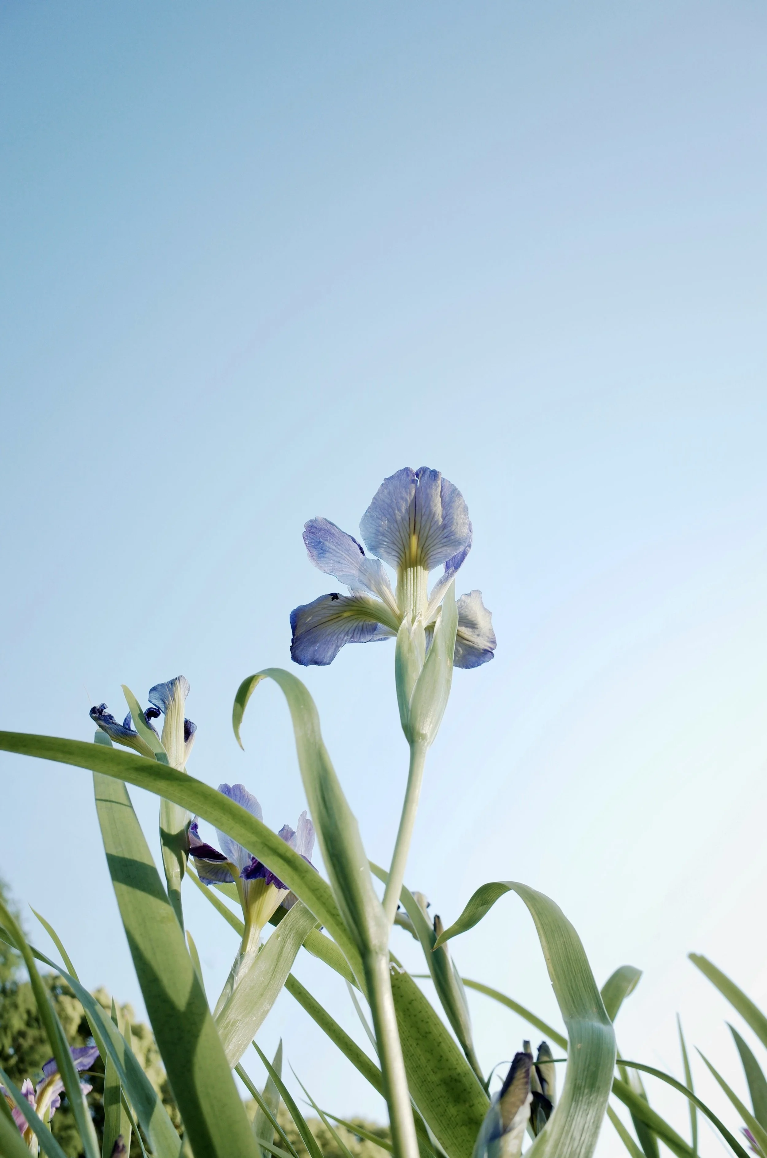 irises