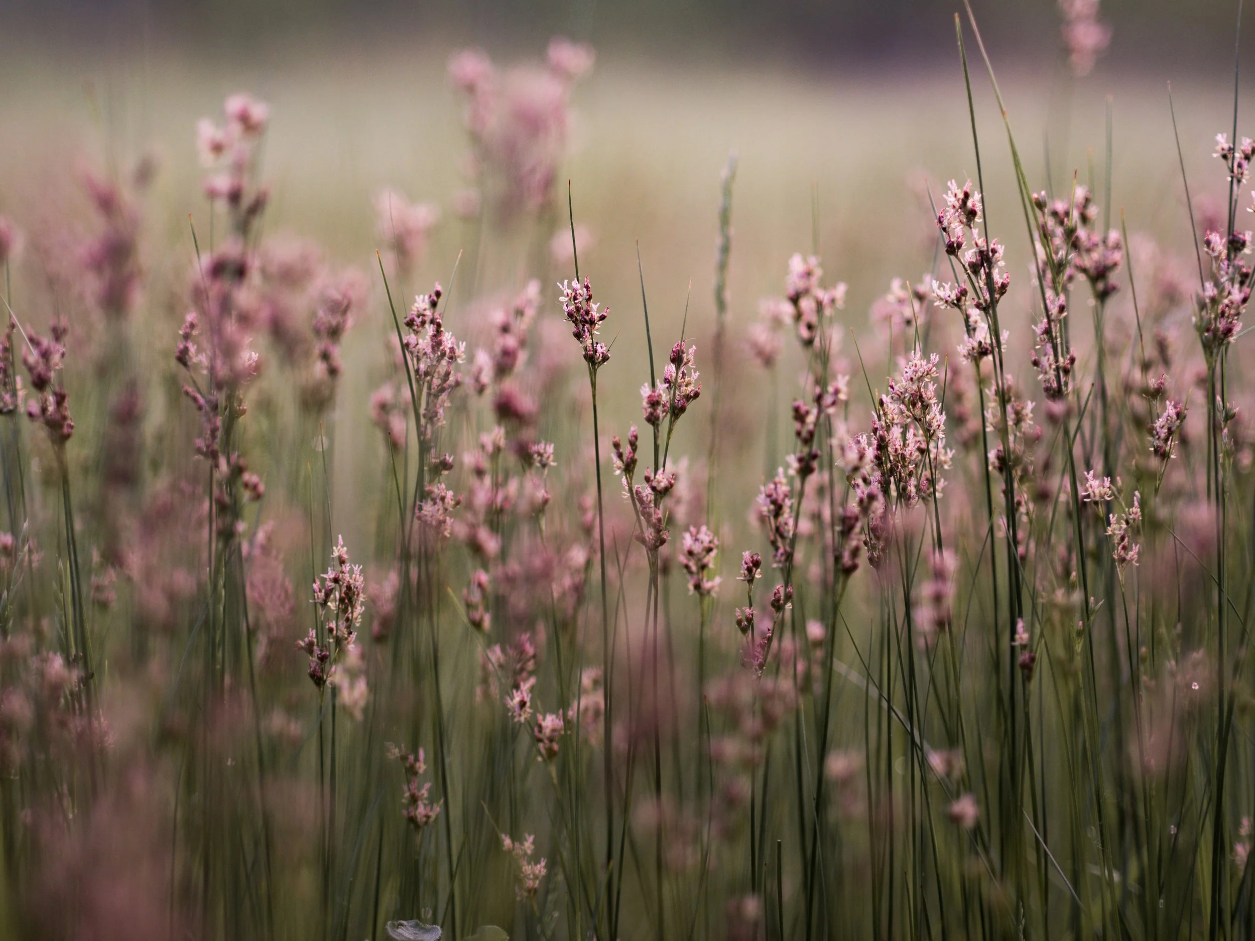 Field of flowers