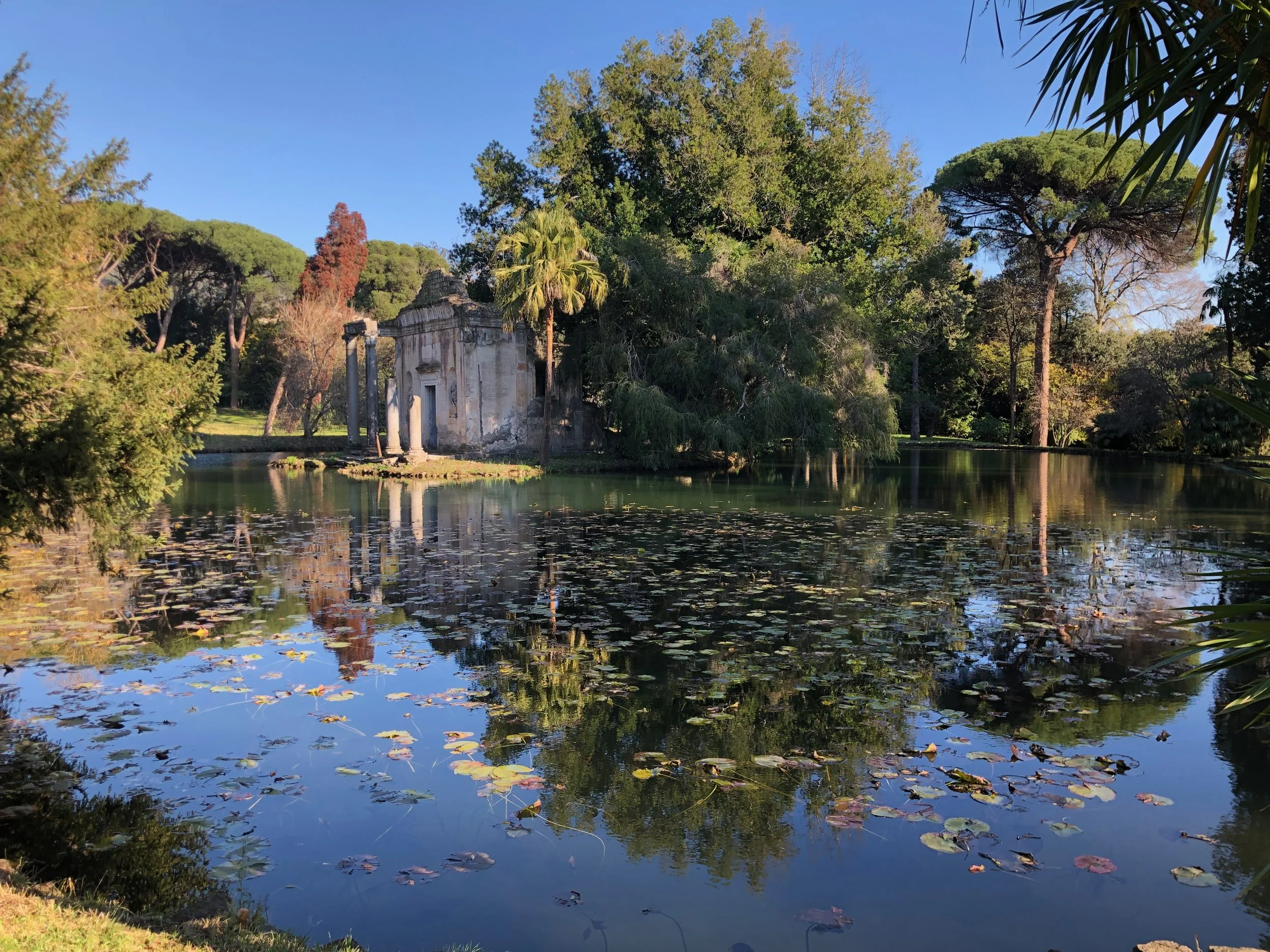 A serene lake with lily pads and floating leaves, surrounded by tall trees and lush greenery under a clear blue sky.