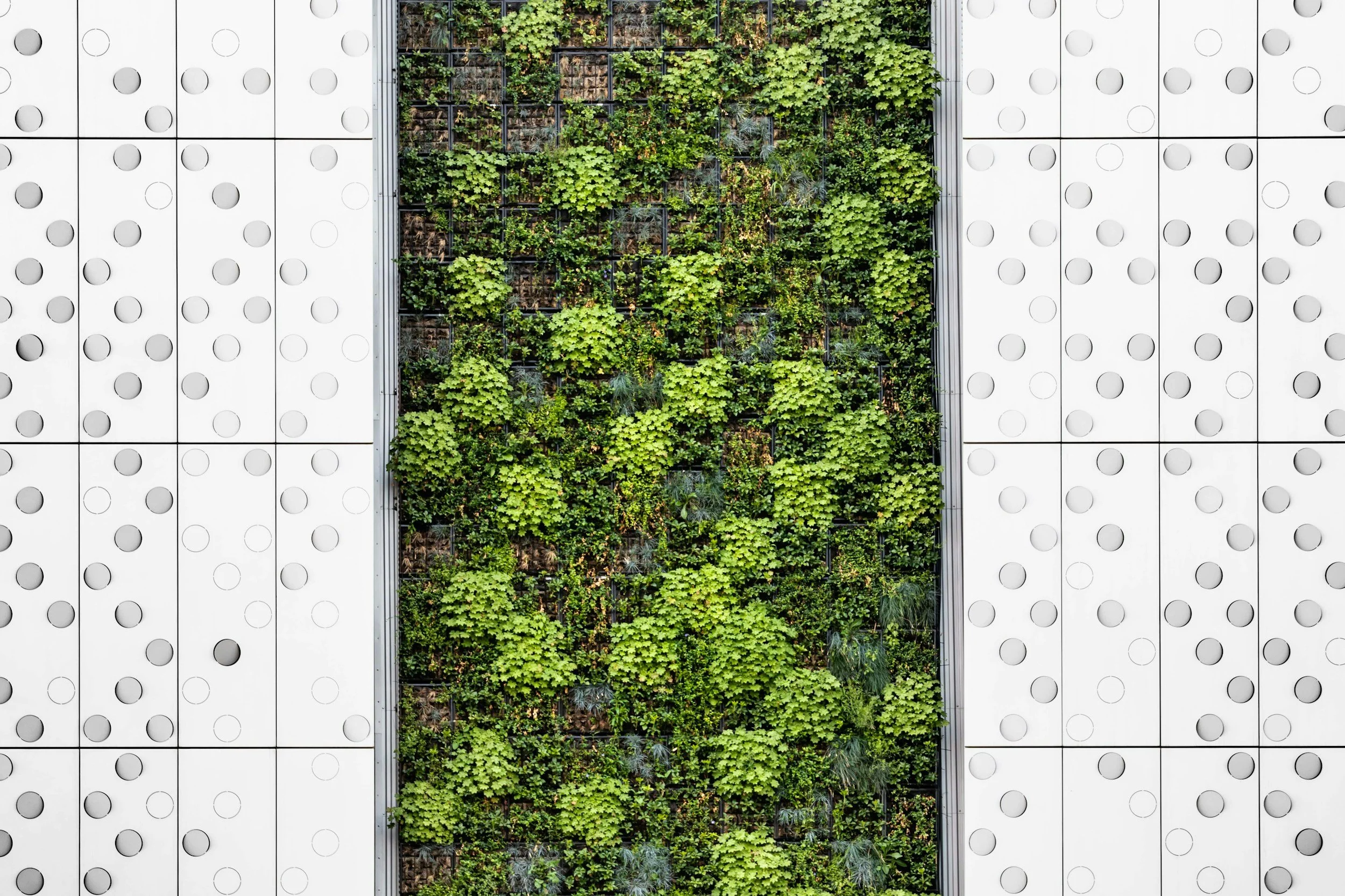 Vertical garden wall with various green plants framed by white panels containing circular cutouts.