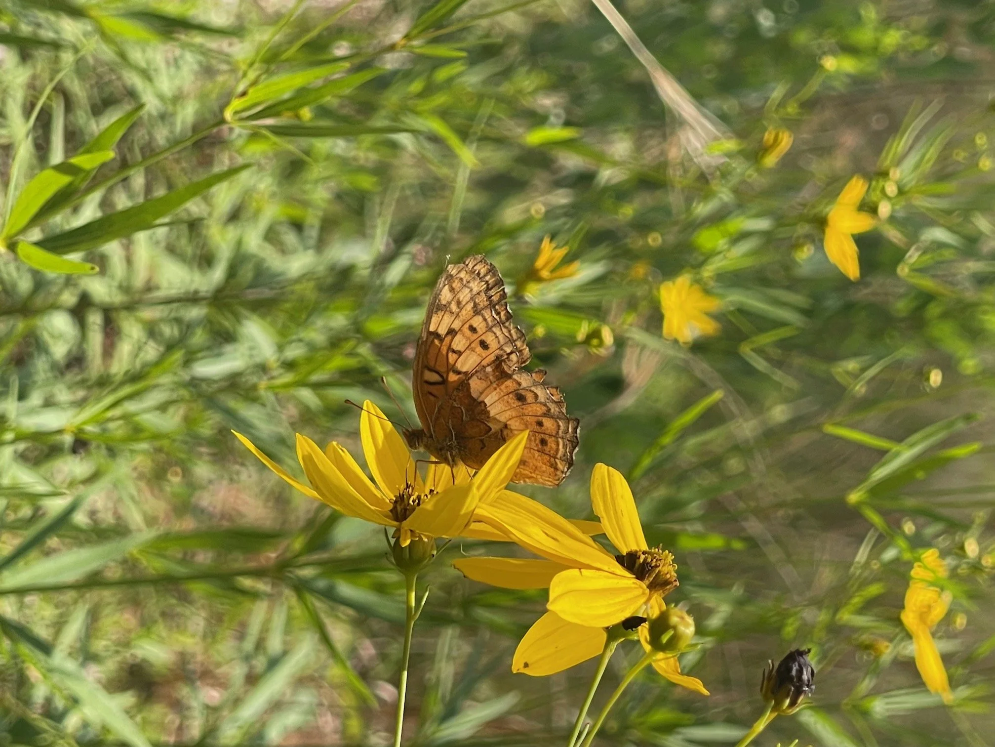 Environmental Stewardship