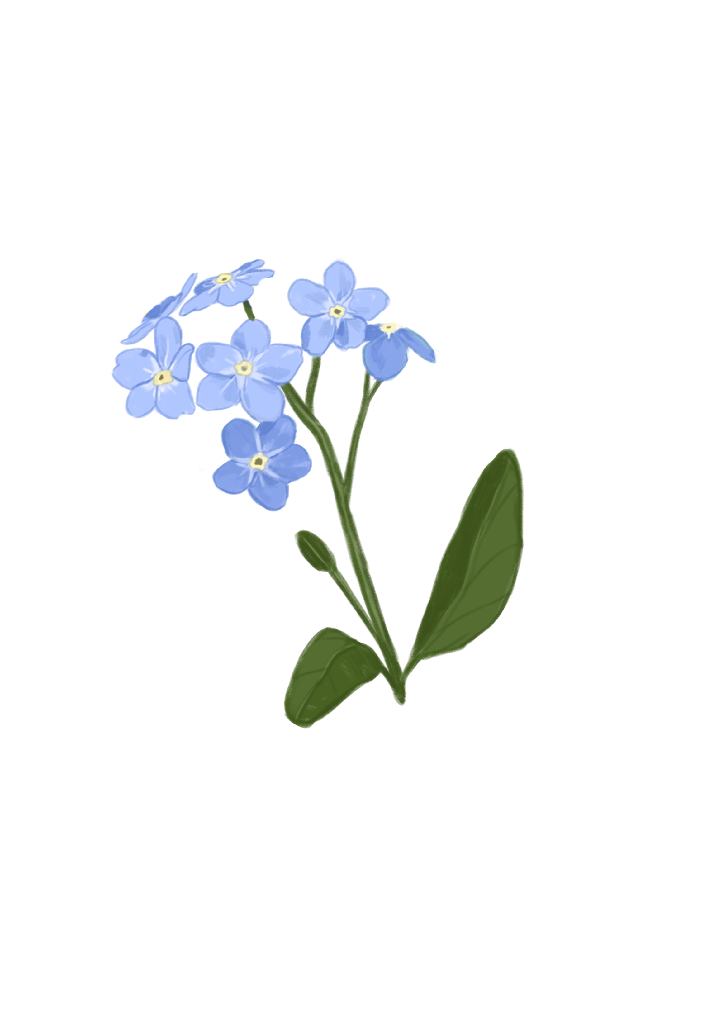 forgetmenot.png