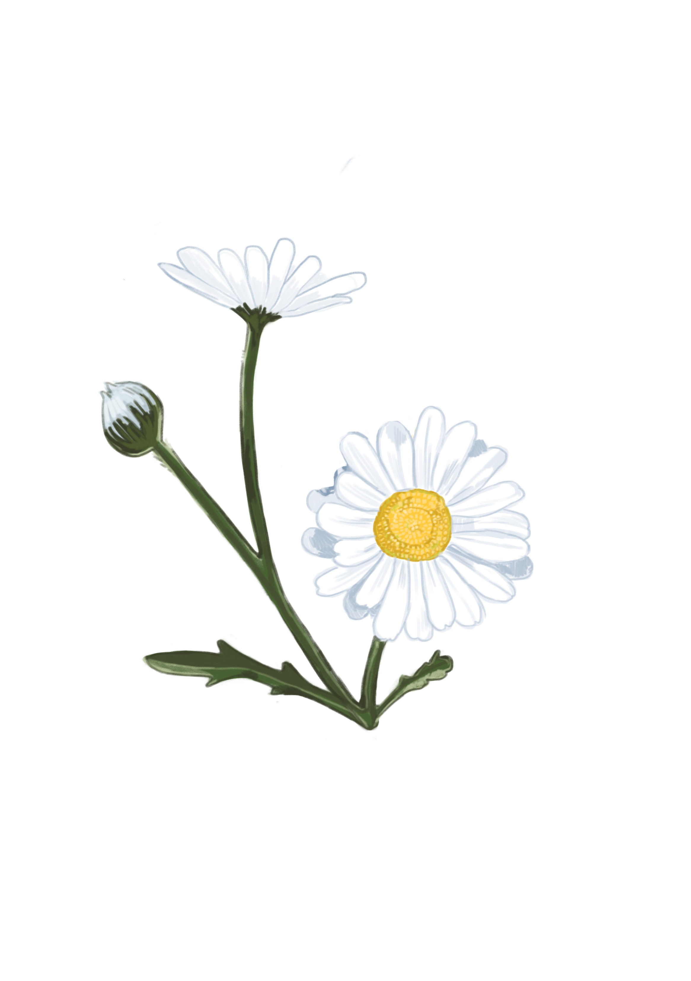 daisy2.0.png