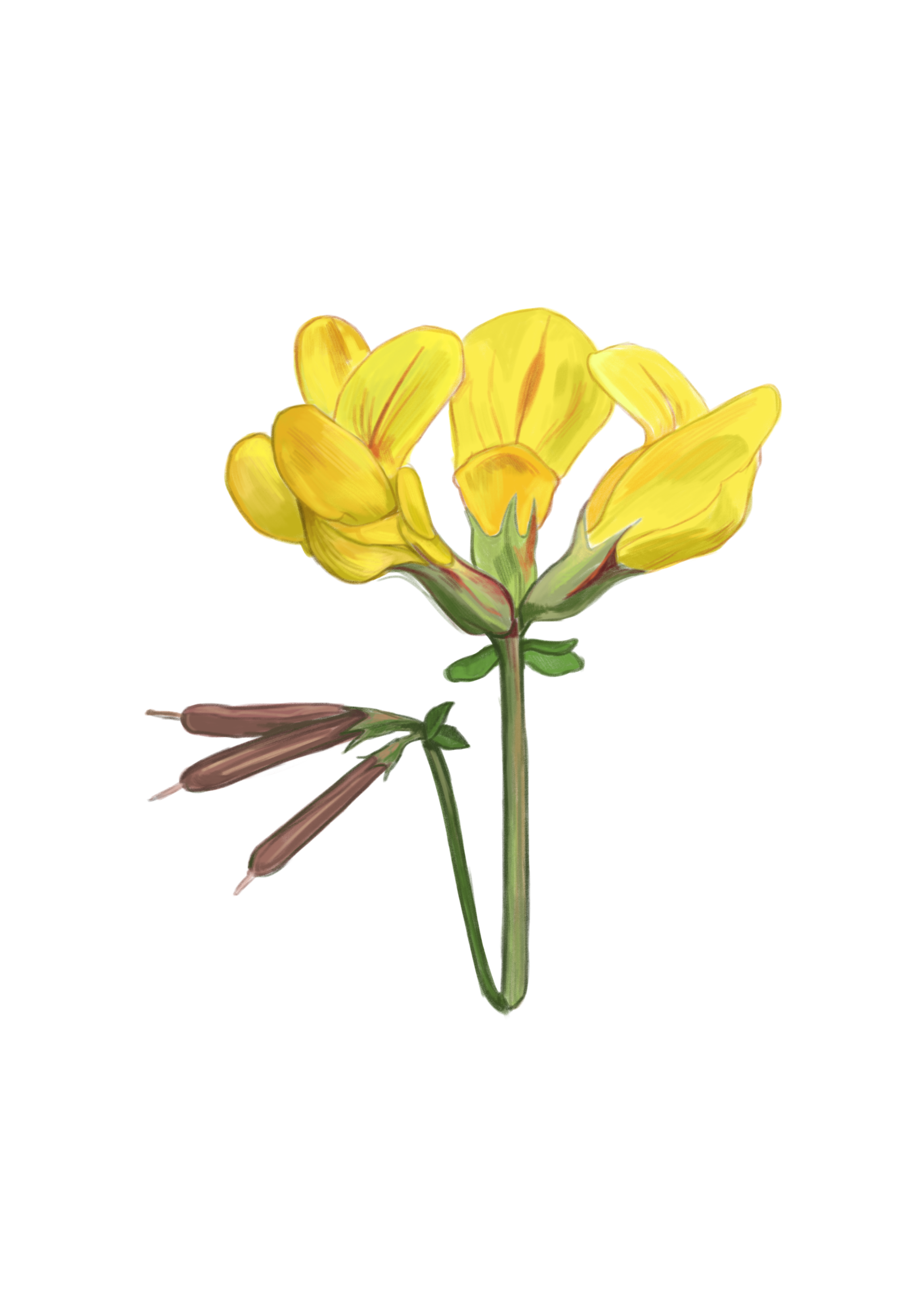 birdsfootrefoil.png
