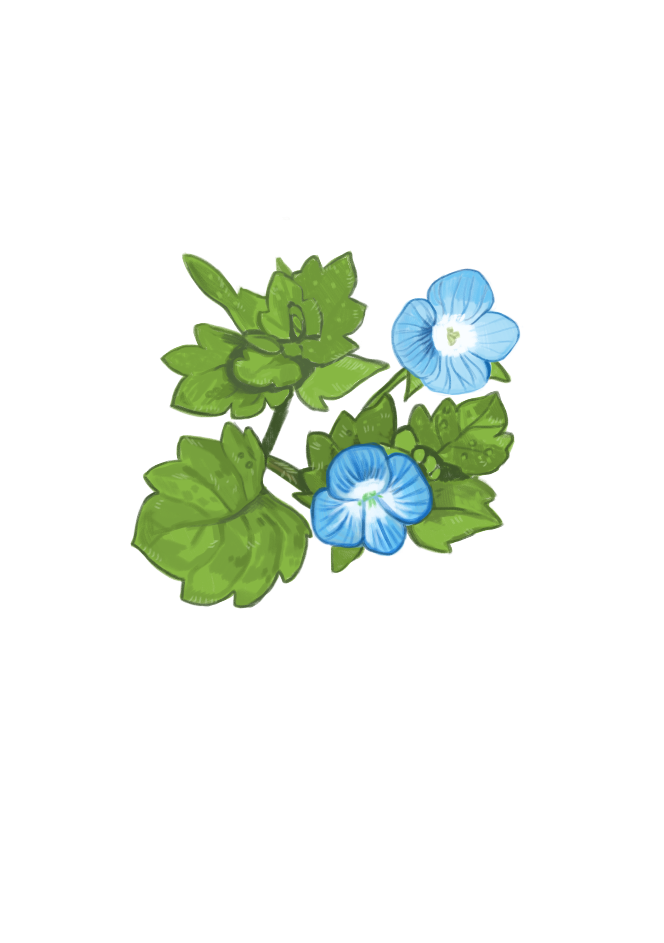 commonfieldspeedwell.png