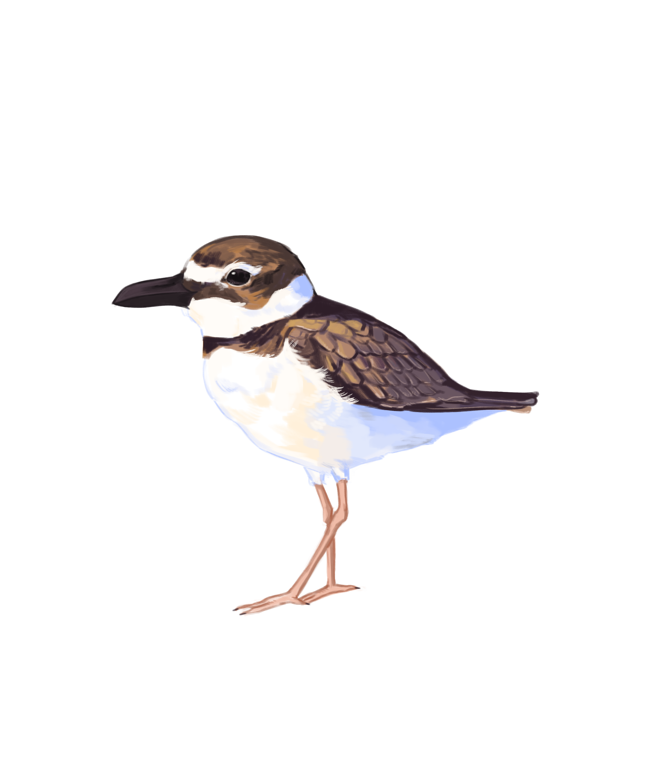 Wilson Plover.png