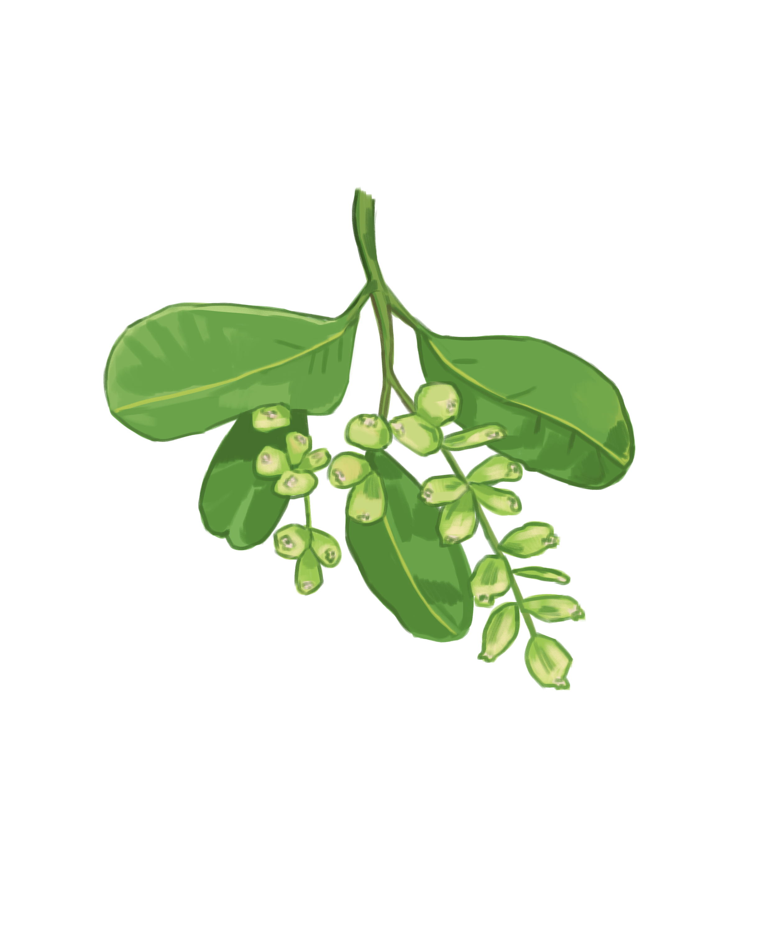 MangleBlanco.png