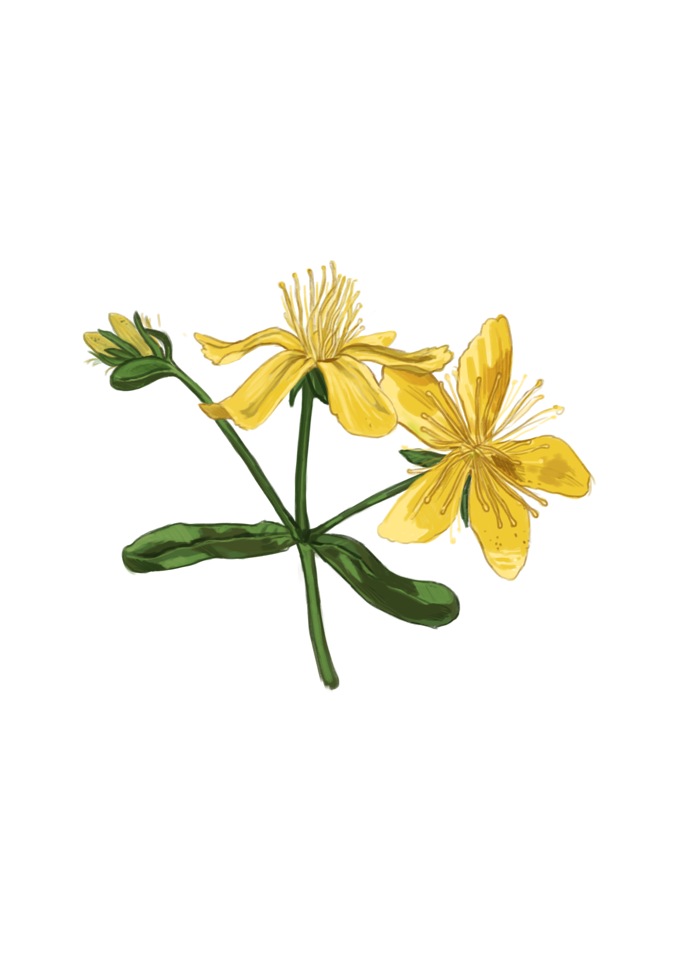 stjohnswort2.0.png