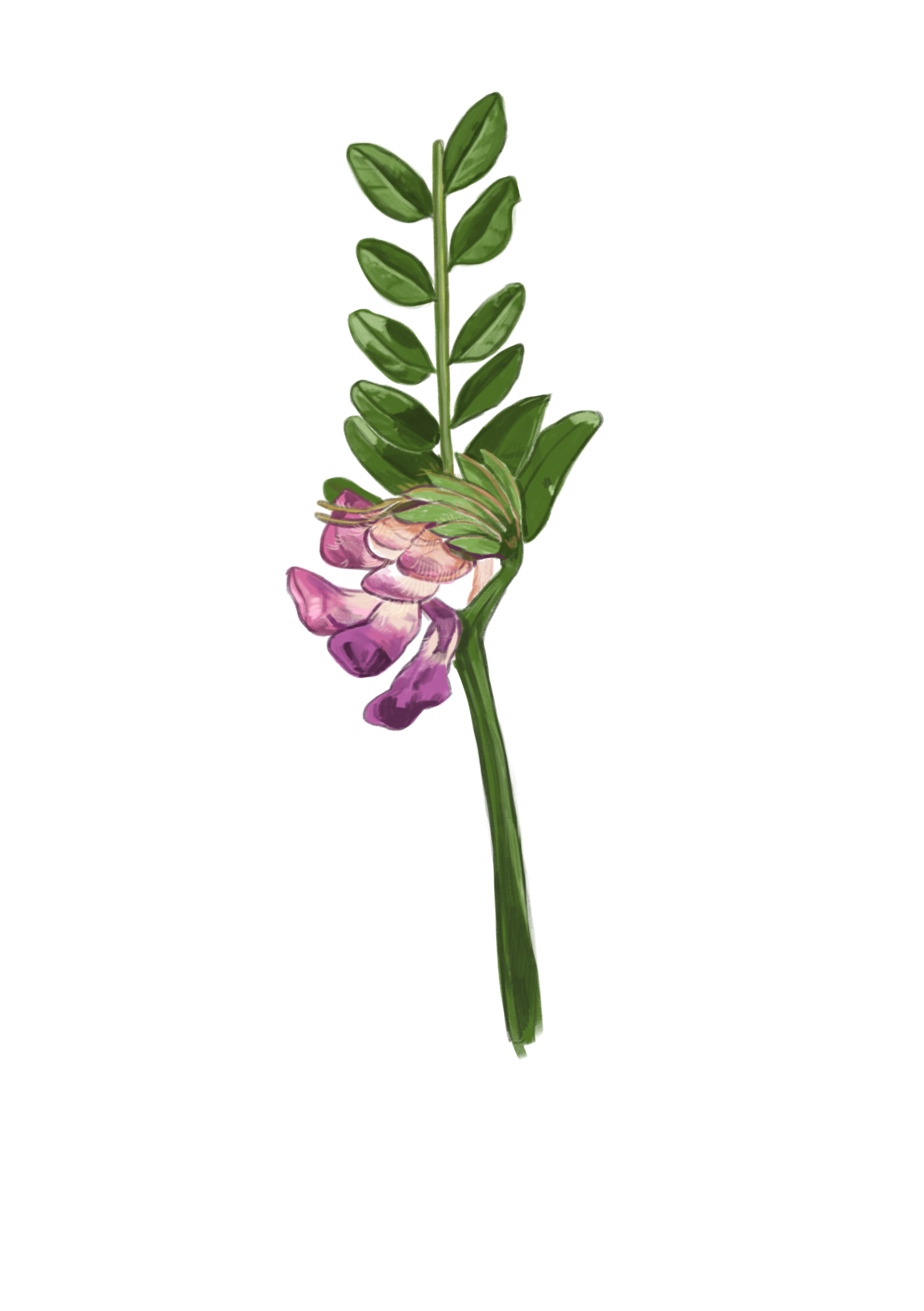busgvetch.png