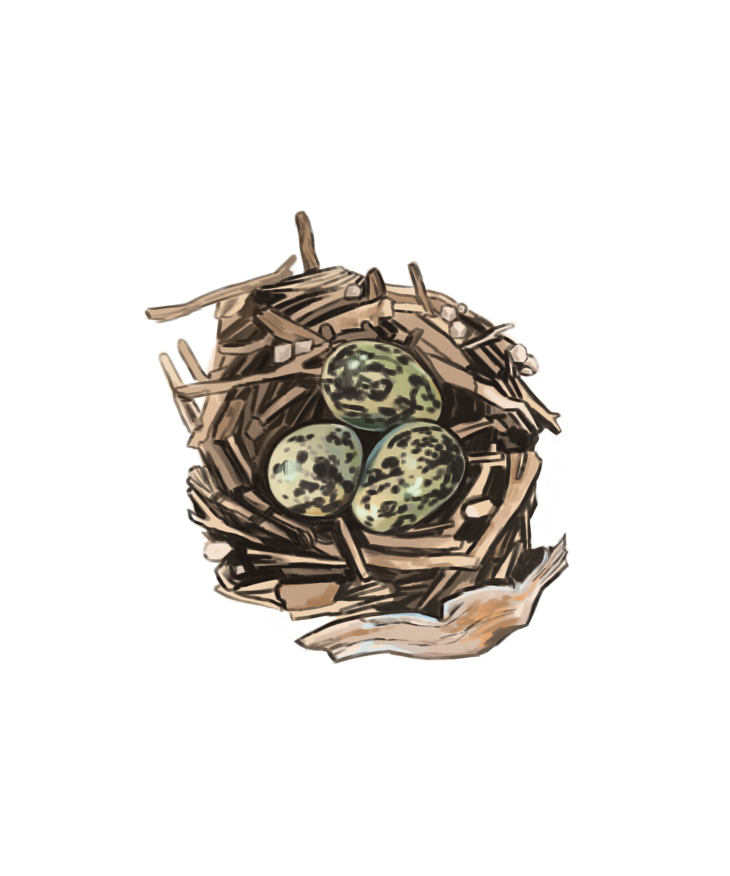 Nest.png