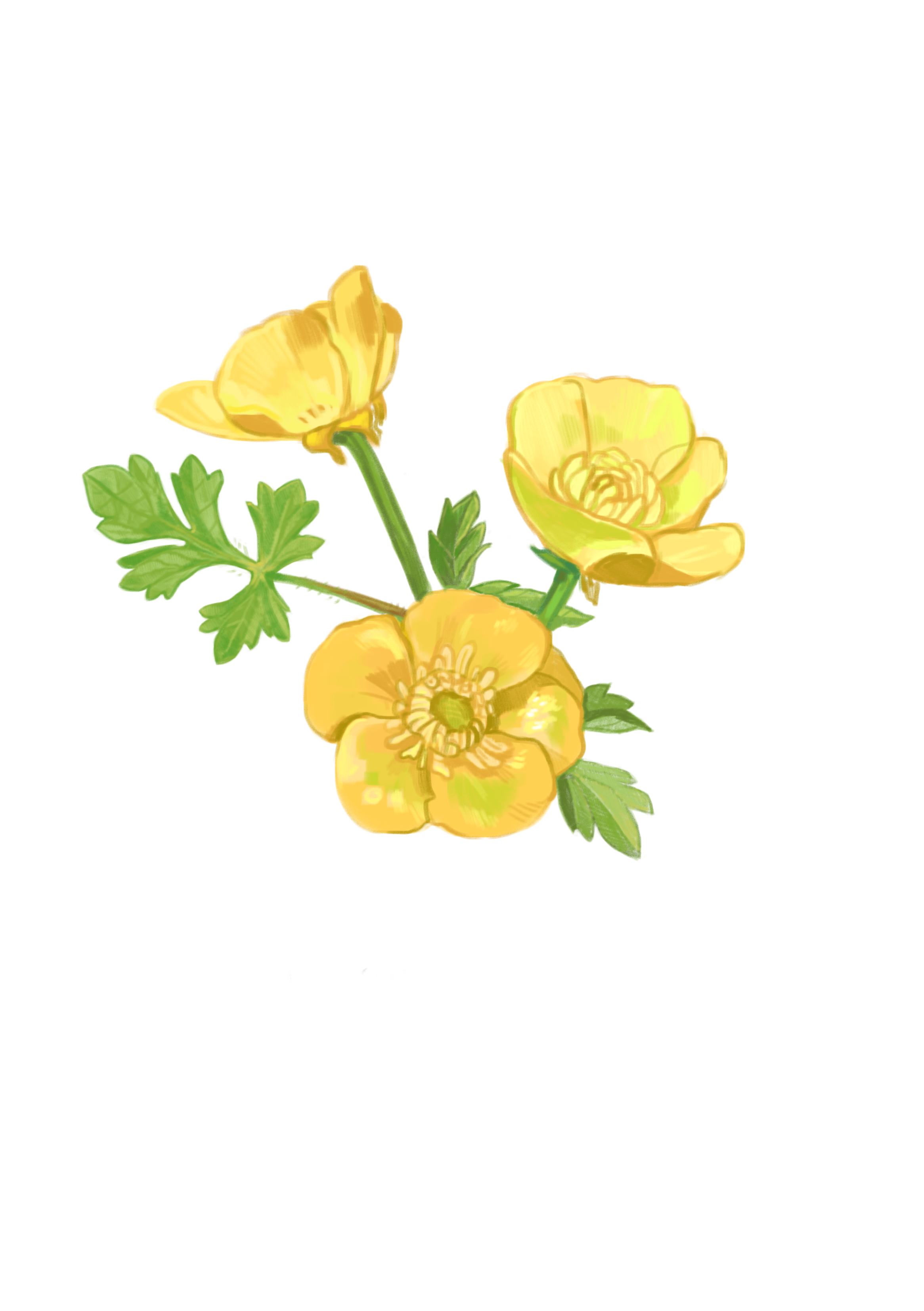 bulbousbuttercup2.0.png