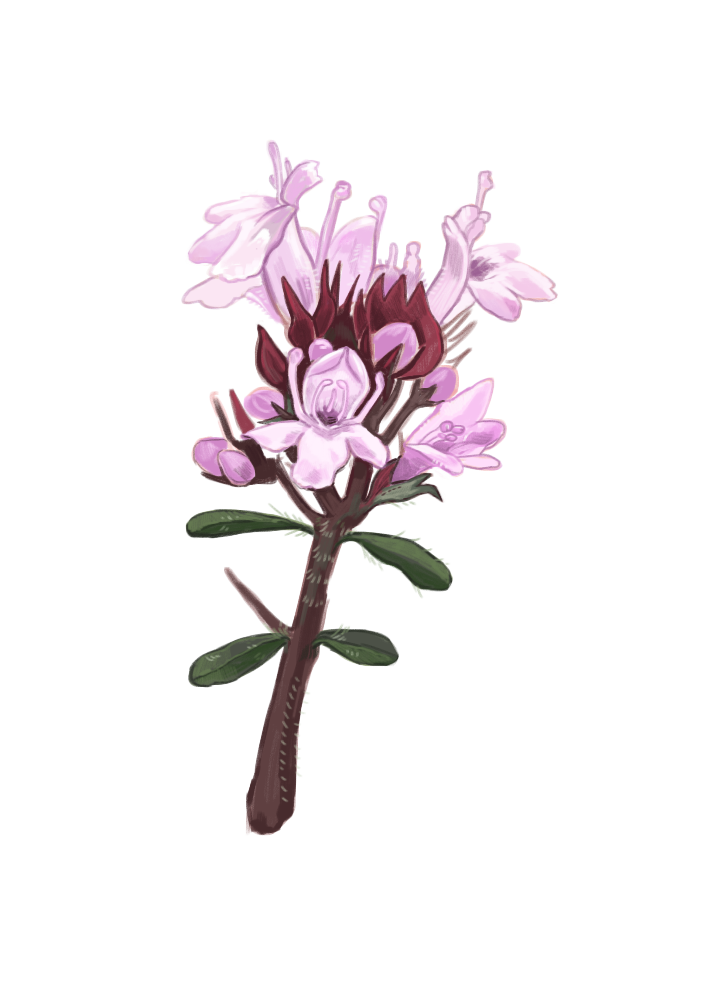 wildthyme.png