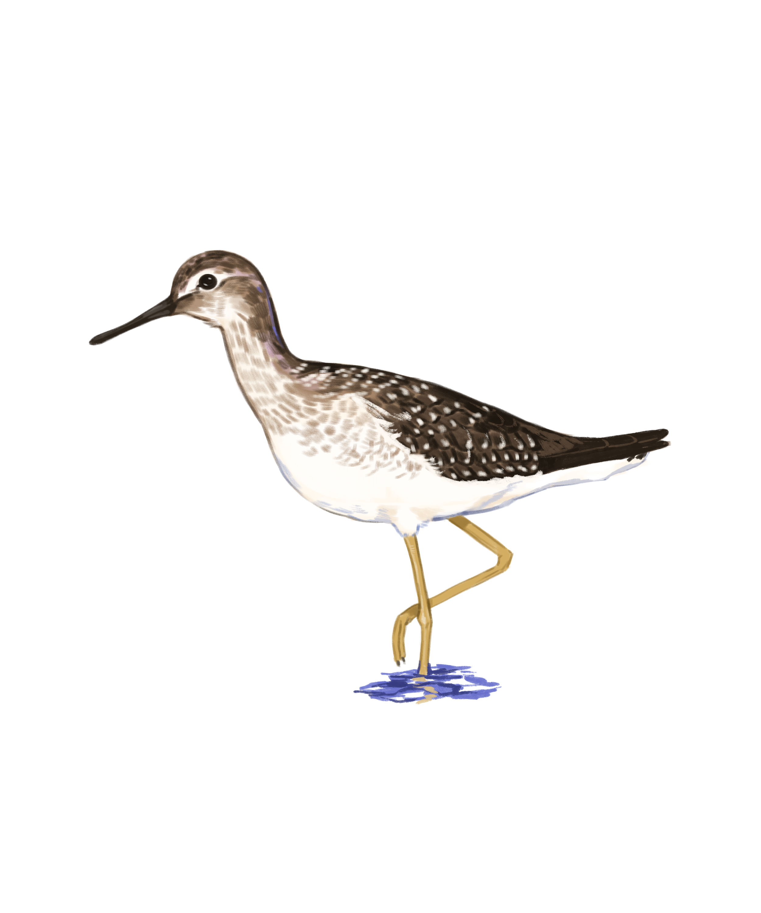YellowLegs.png