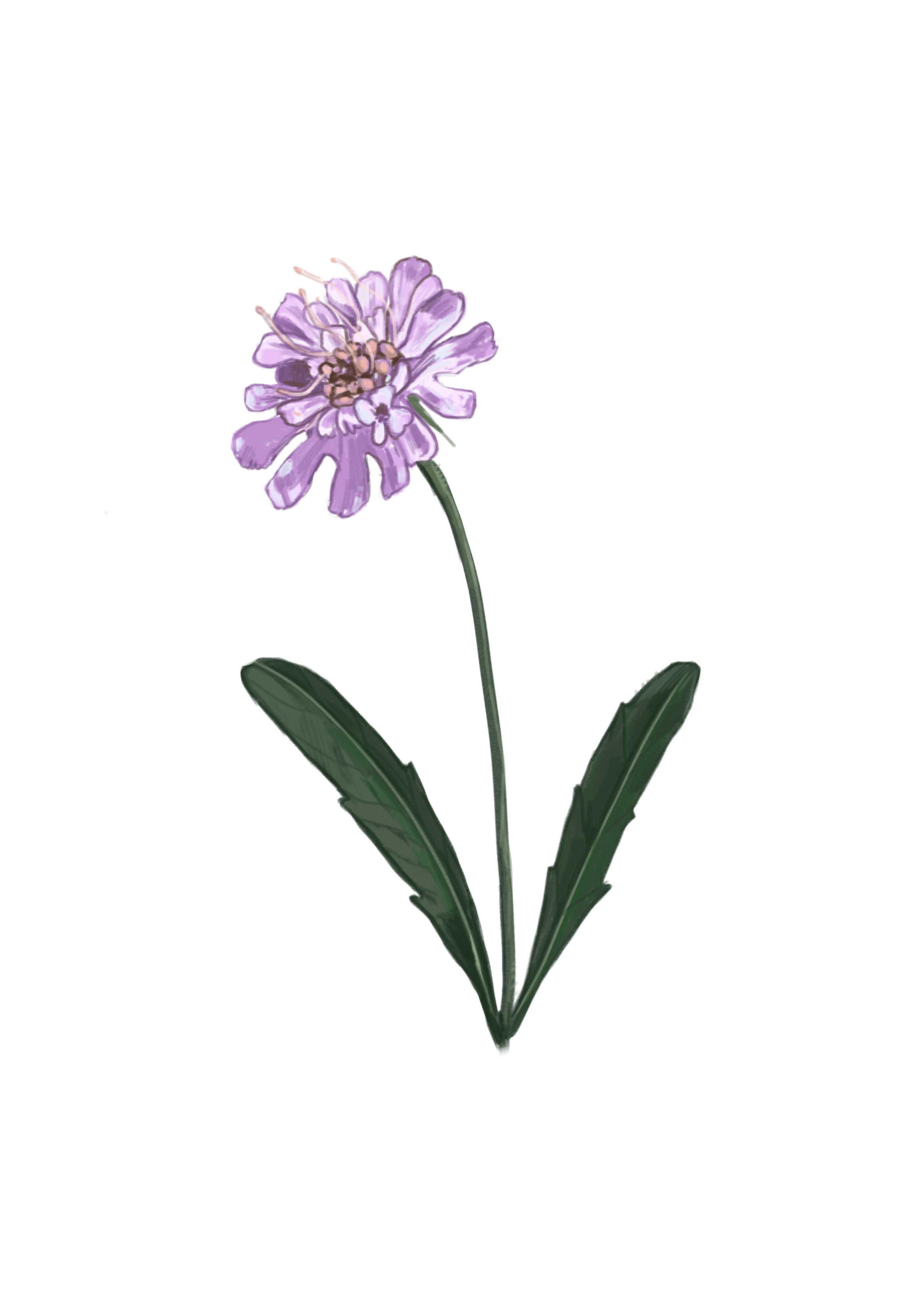 smallscabious2.0.png