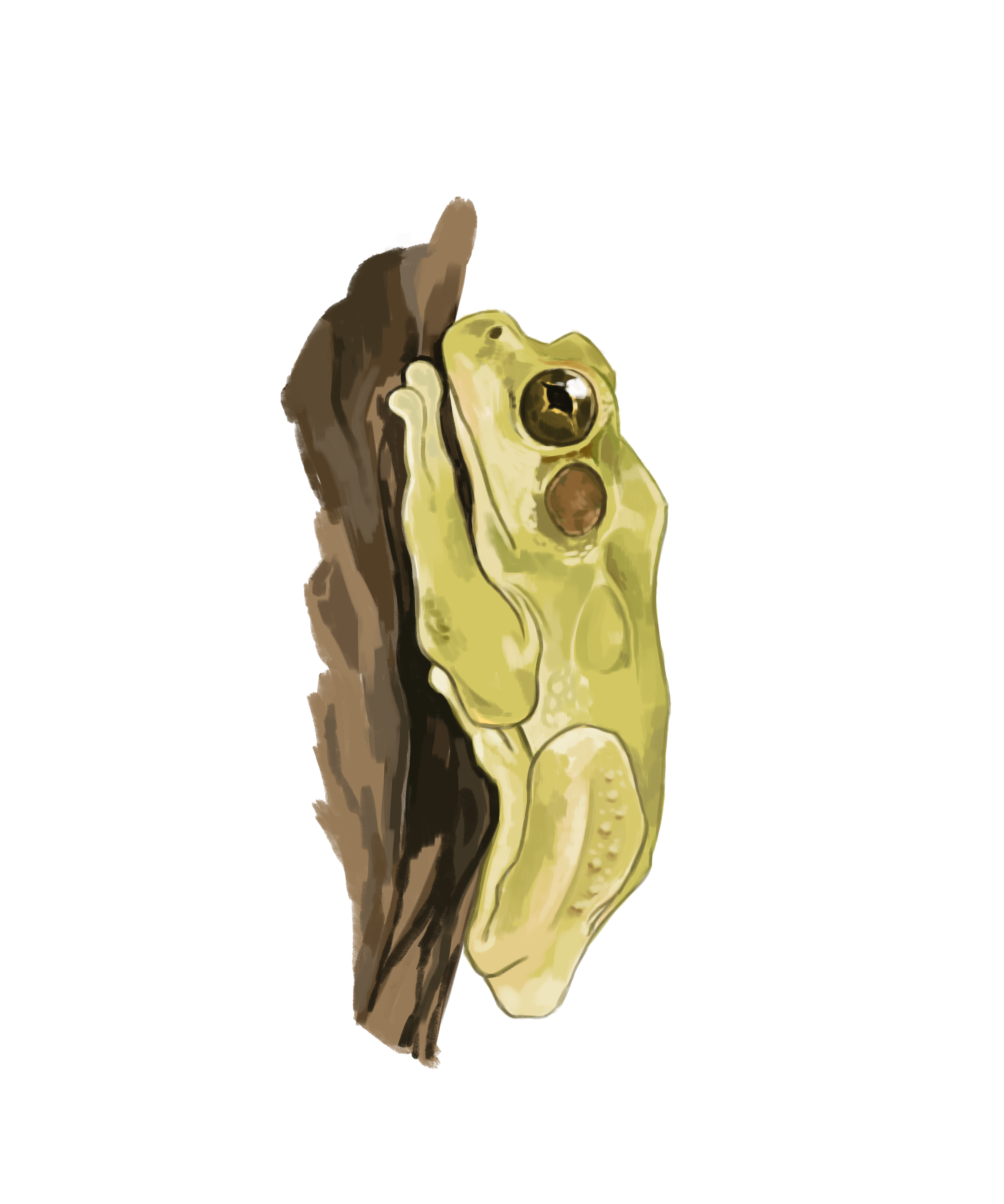 TreeFrog.png
