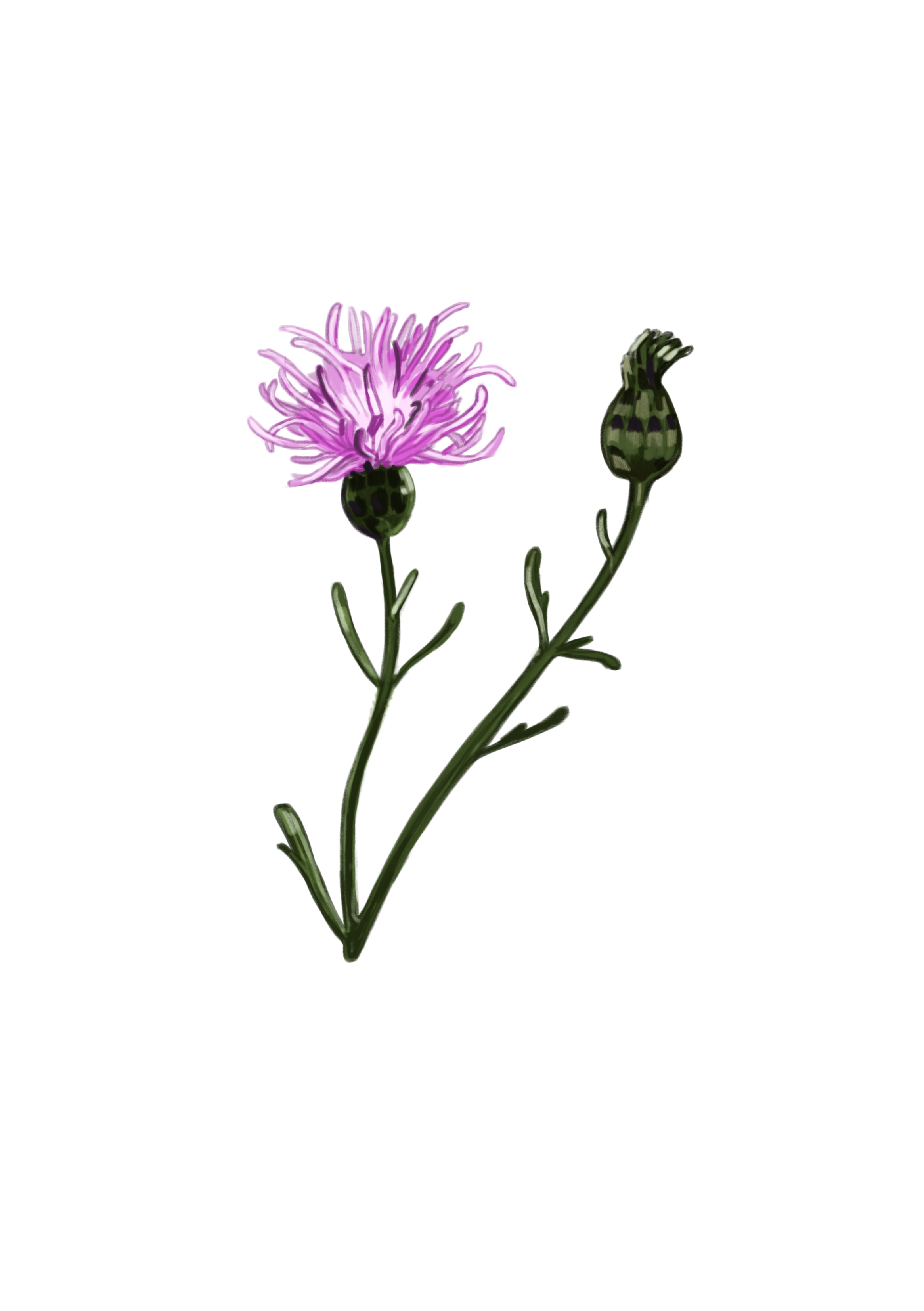 knapweed2.0.png