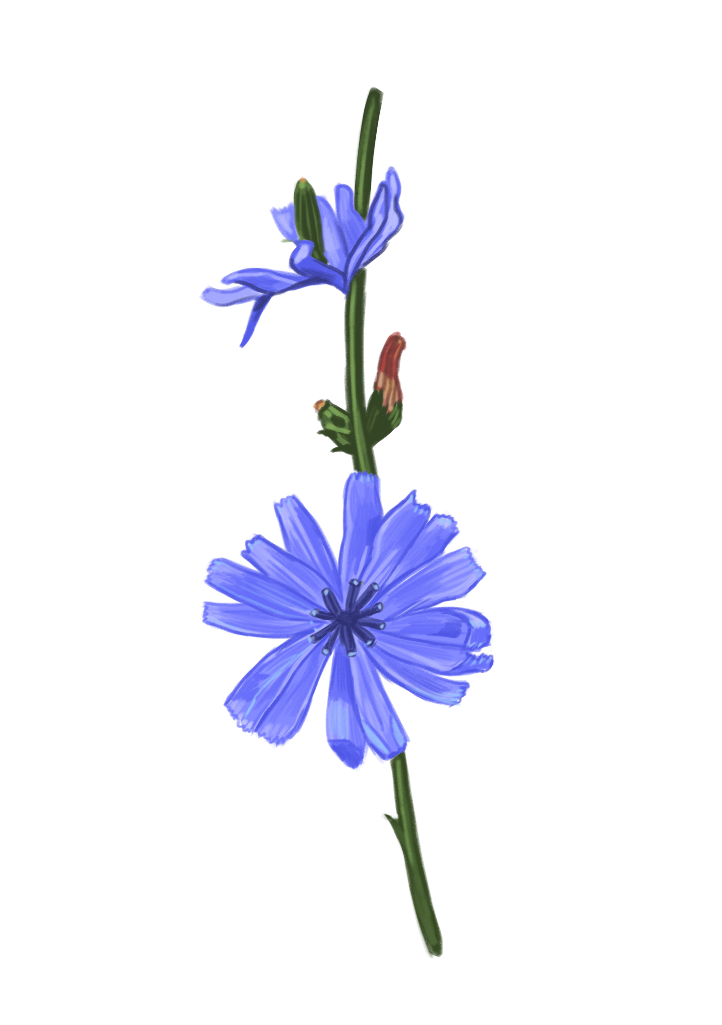 chicory.png
